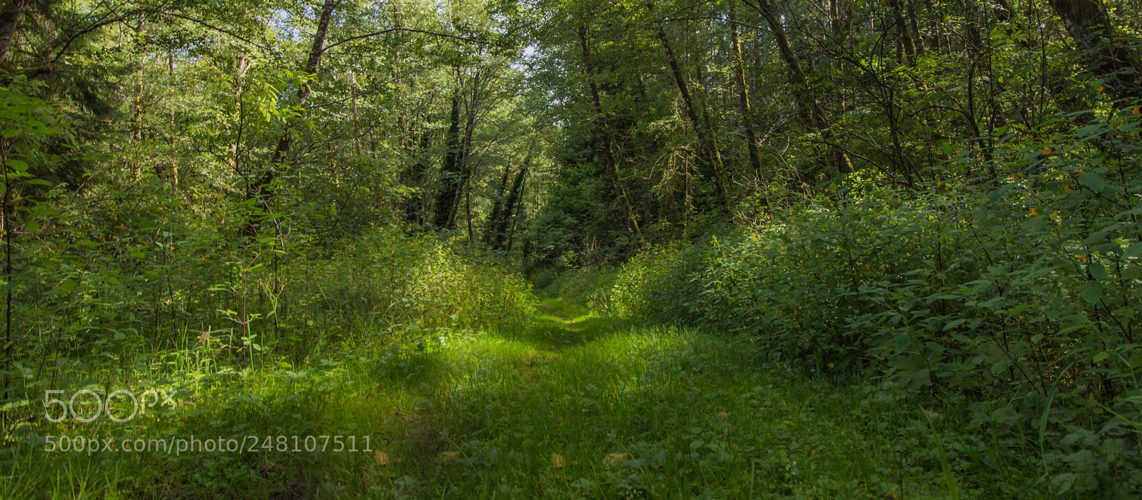 Canon EOS 600D (Rebel EOS T3i / EOS Kiss X5) sample photo. Roadside beauty photography