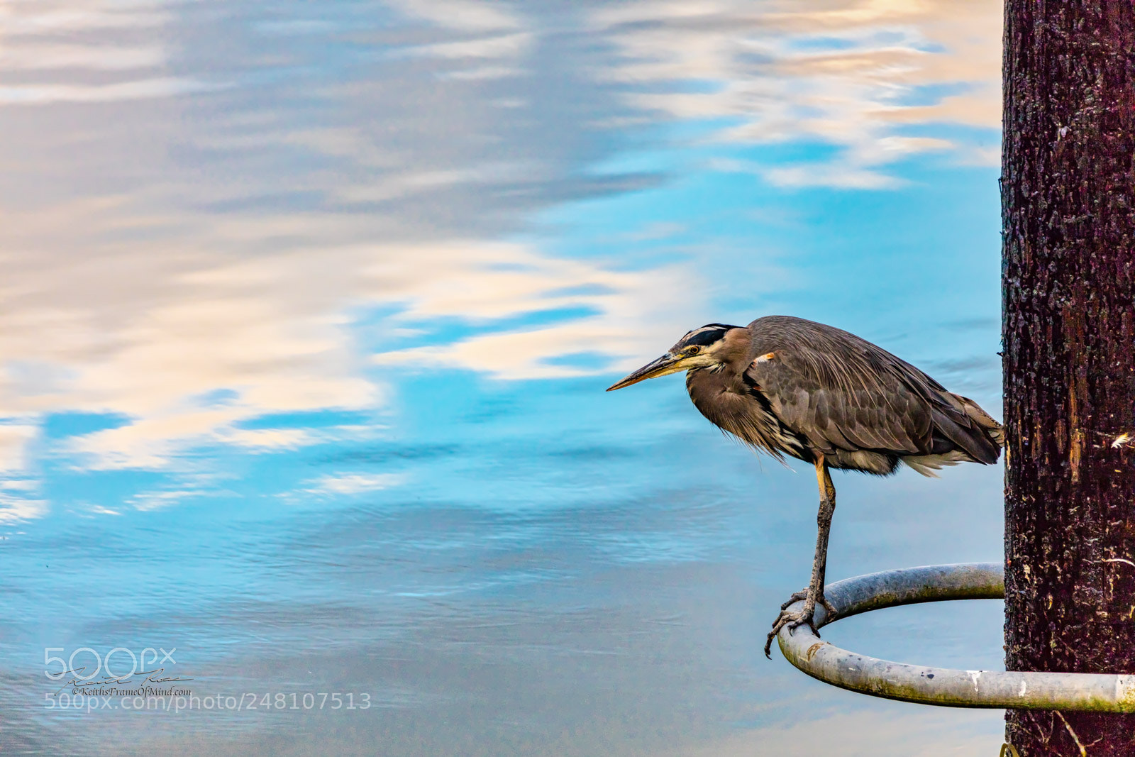 Canon EOS 5DS sample photo. 1. great blue heron fishing photography