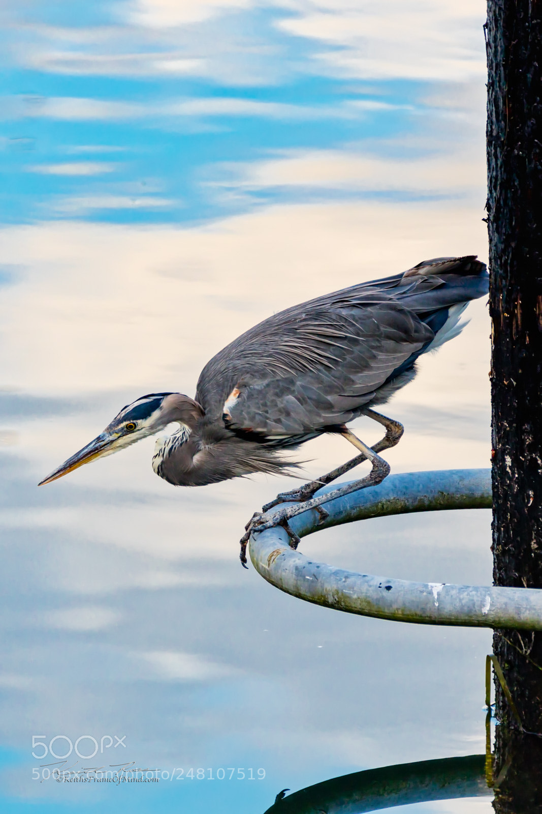 Canon EOS 5DS sample photo. 2. great blue heron fishing photography