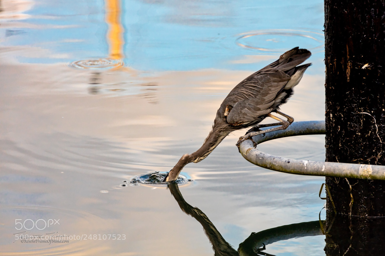 Canon EOS 5DS sample photo. 3. great blue heron fishing photography