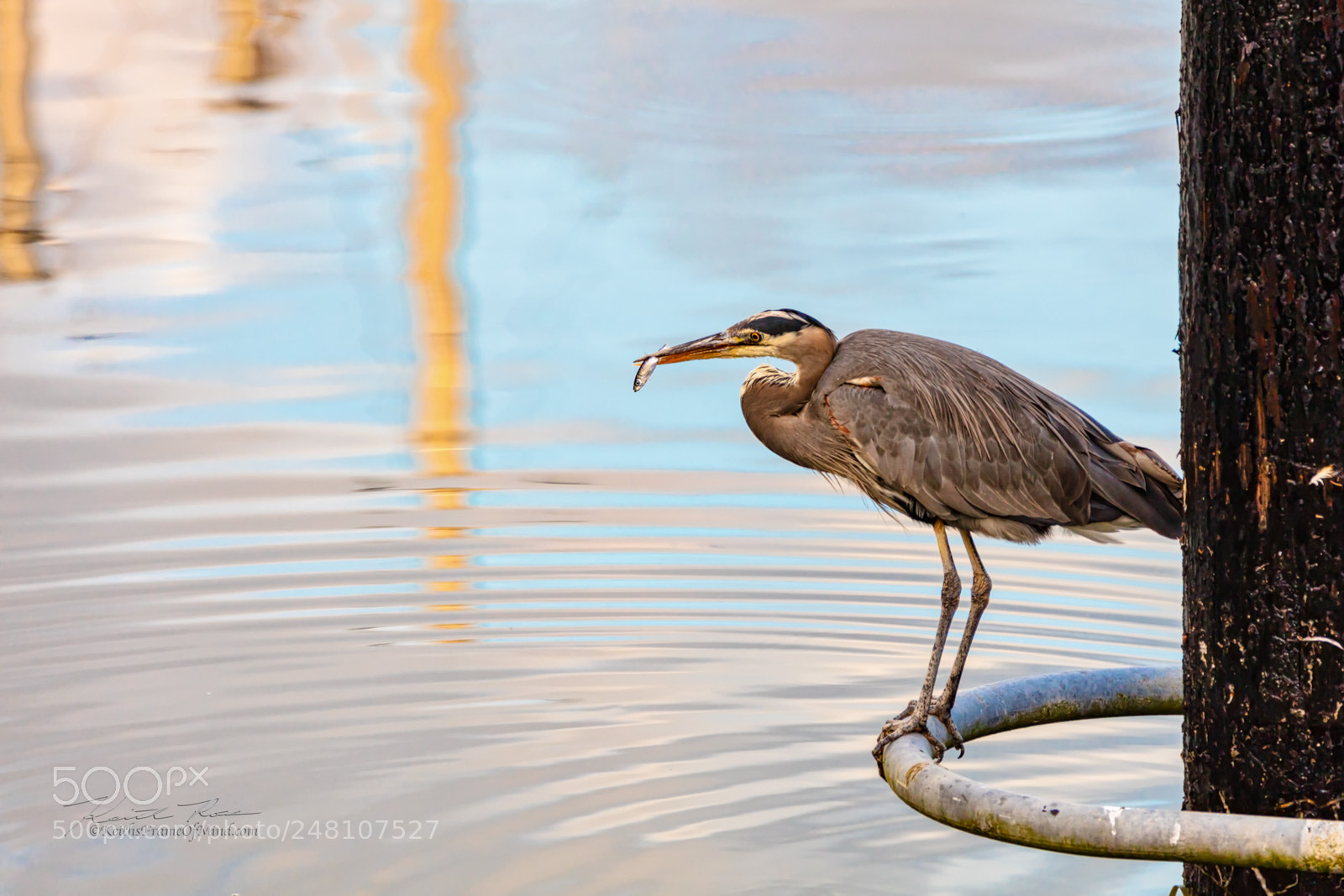 Canon EOS 5DS sample photo. 4. great blue heron fishing photography