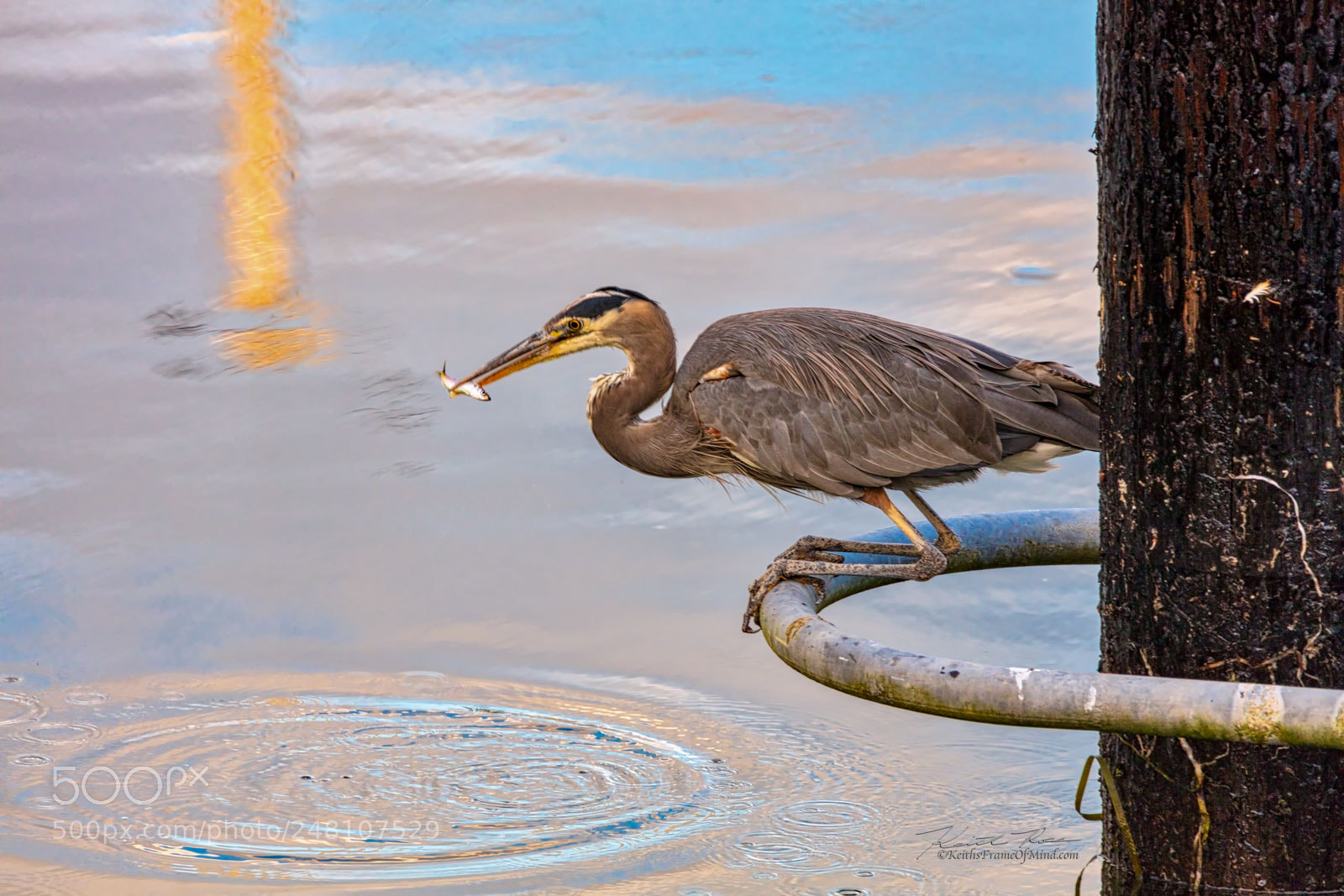 Canon EOS 5DS sample photo. 5. great blue heron fishing photography