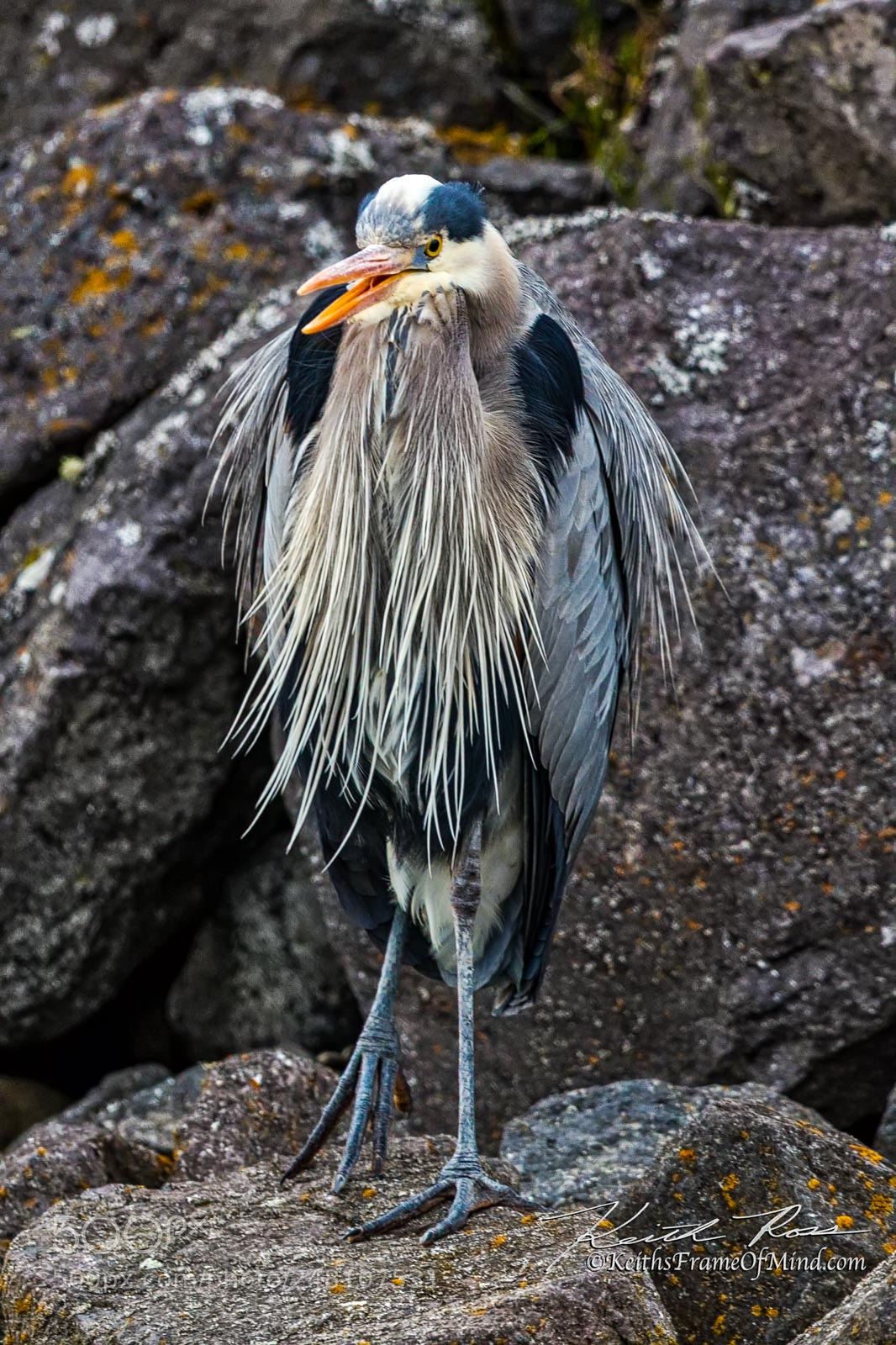 Canon EOS-1D X Mark II sample photo. 62. great blue heron talking photography