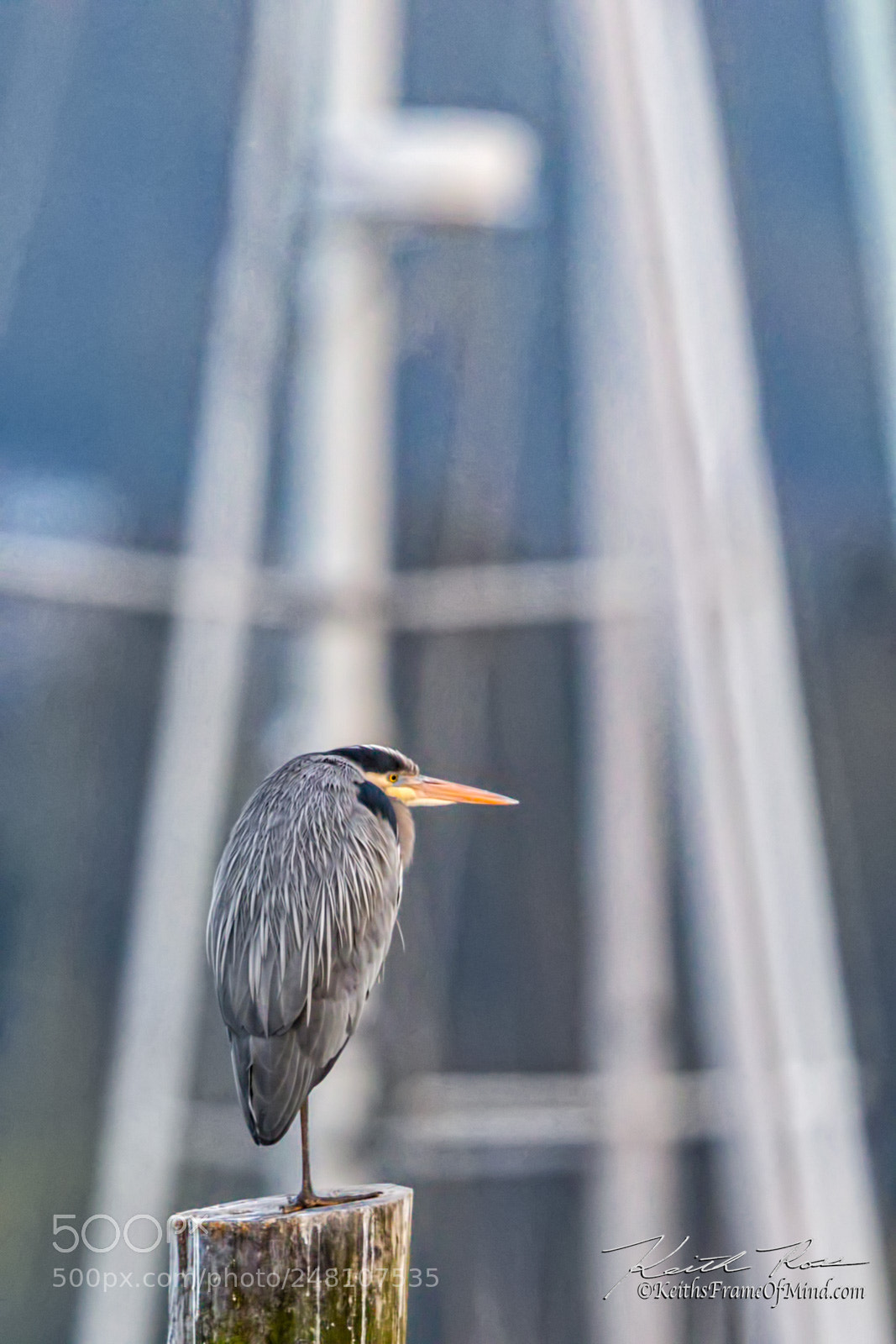 Canon EOS-1D X Mark II sample photo. 63. great blue heron photography