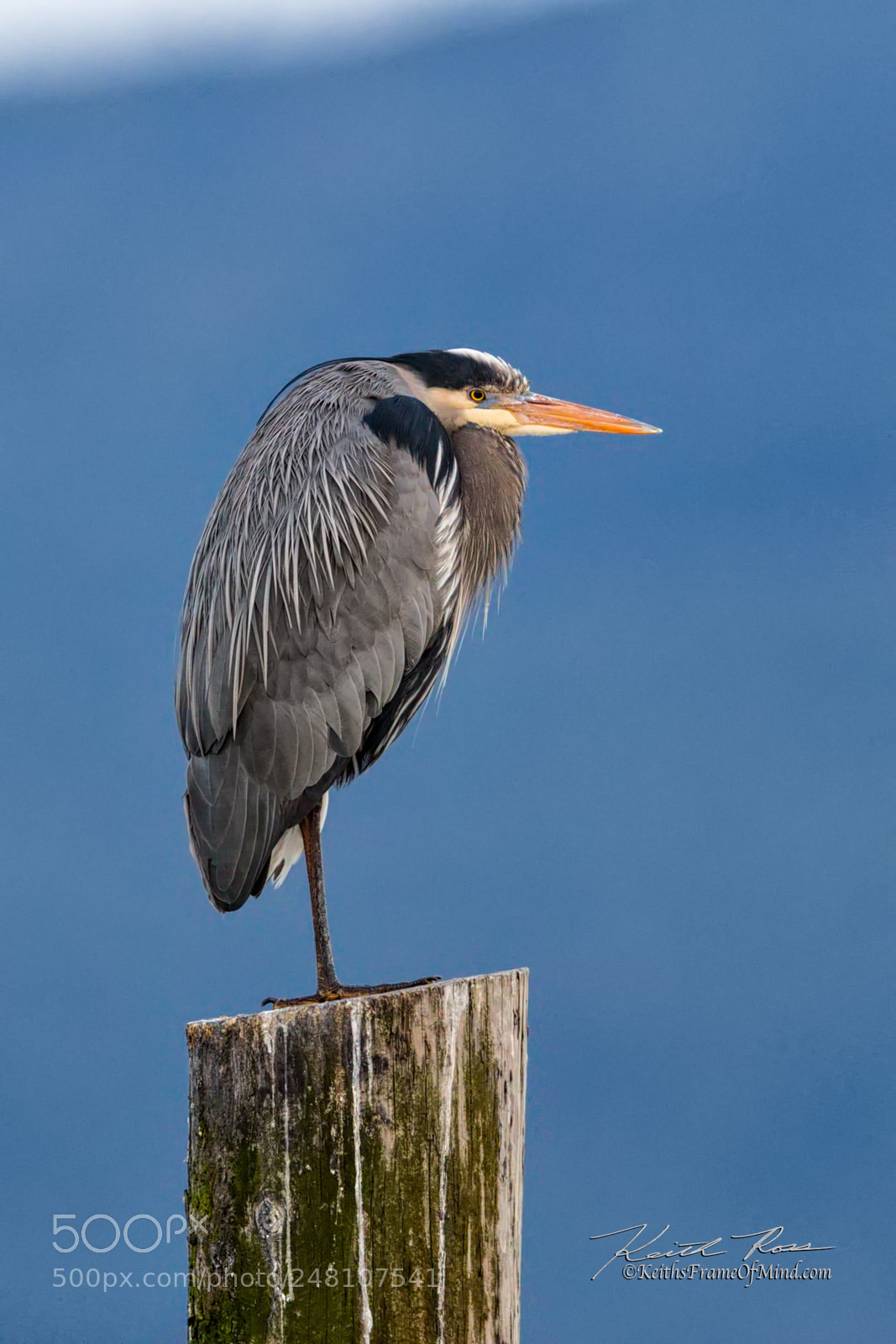 Canon EOS-1D X Mark II sample photo. 64. great blue heron photography