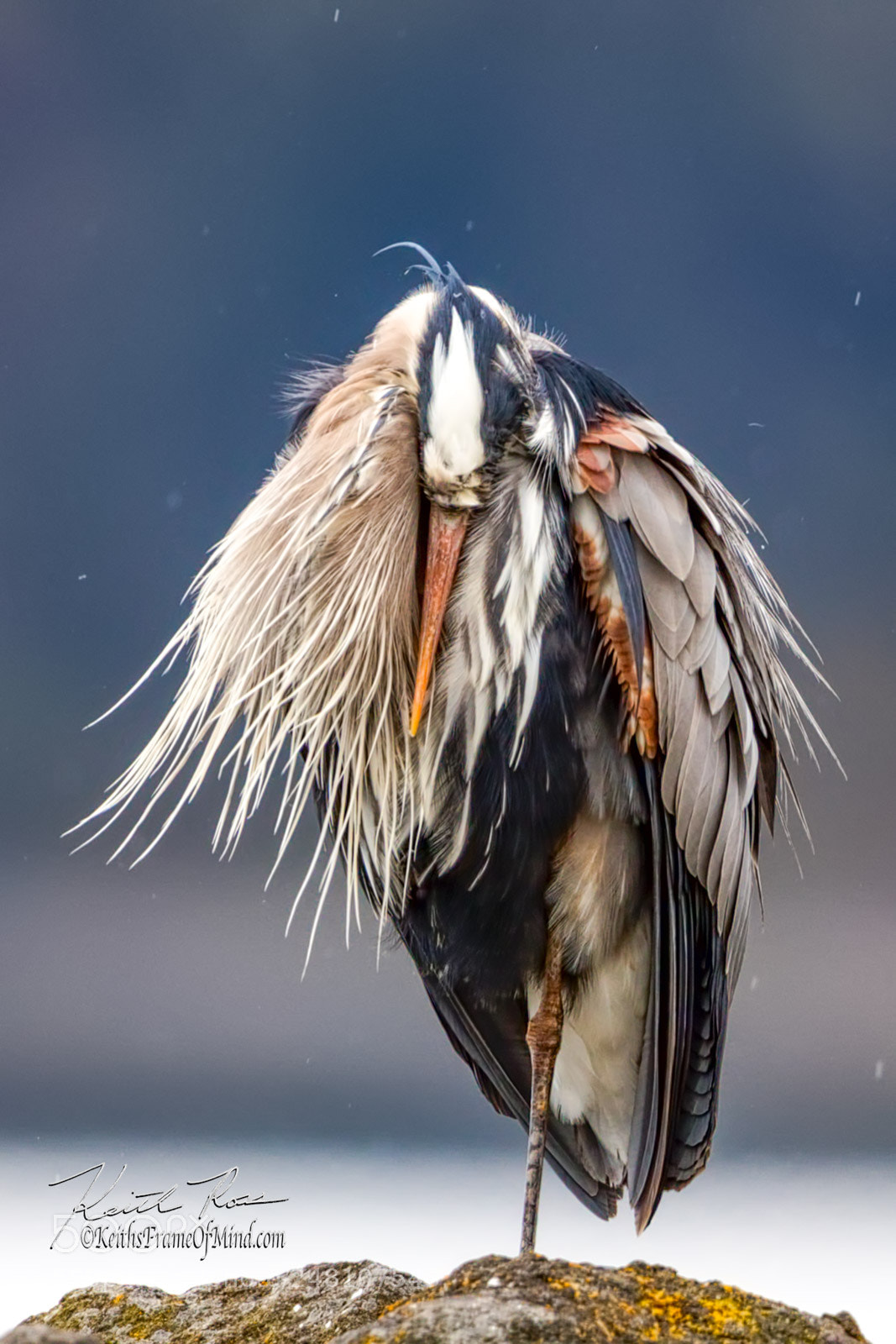 Canon EOS-1D X Mark II sample photo. 71. great blue heron photography