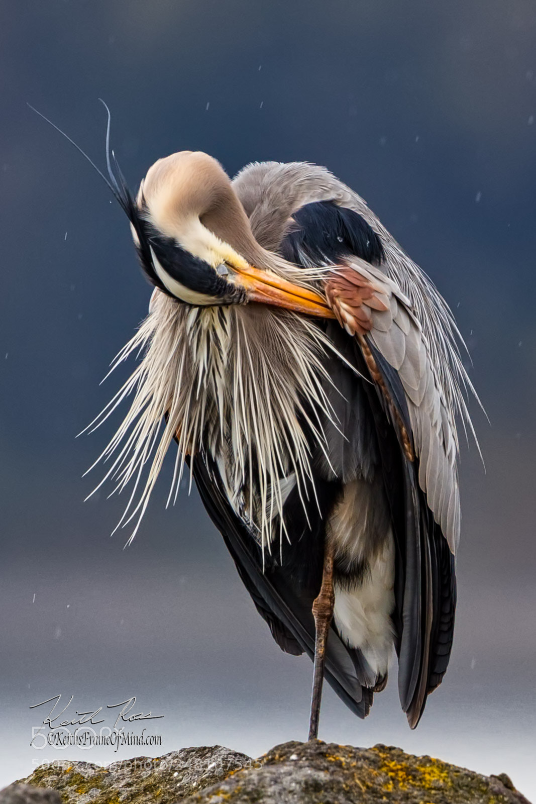 Canon EOS-1D X Mark II sample photo. 65. great blue heron photography