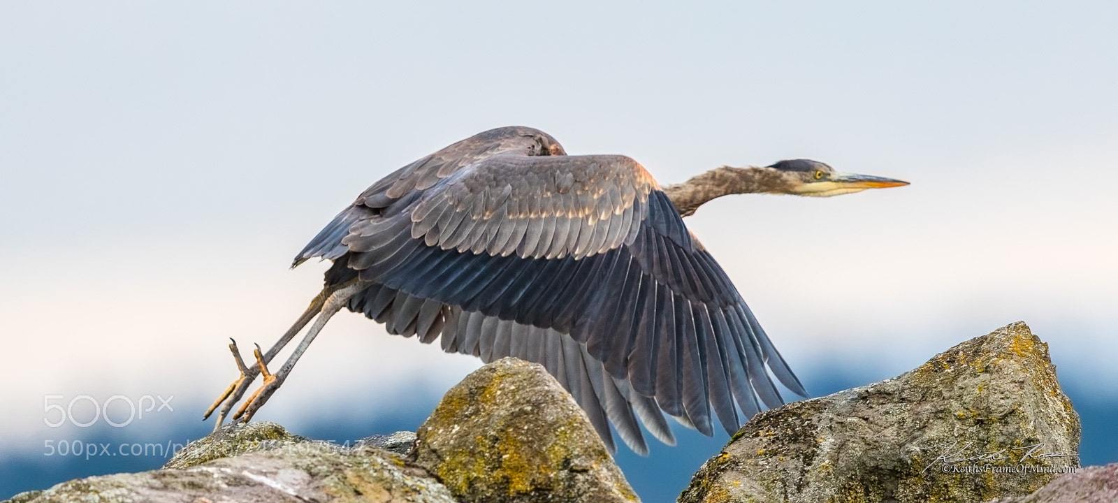 Canon EOS-1D X Mark II sample photo. 44. great blue heron liftoff photography