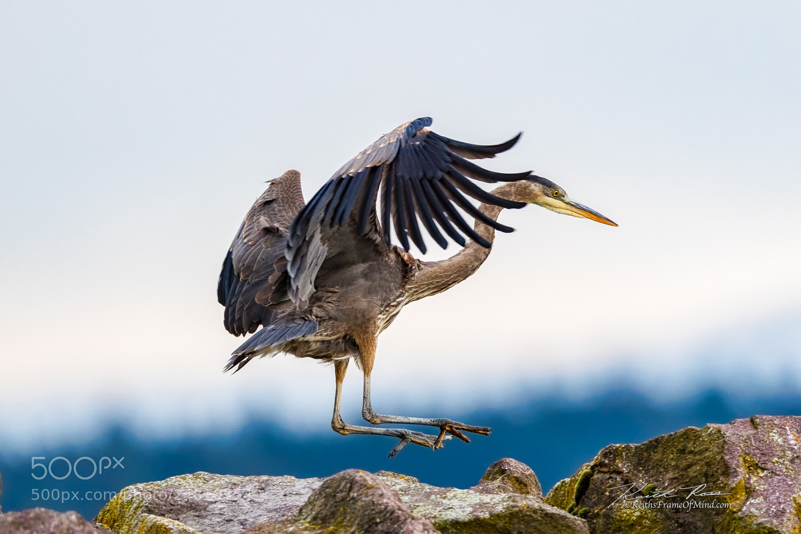Canon EOS-1D X Mark II sample photo. 46. great blue heron photography