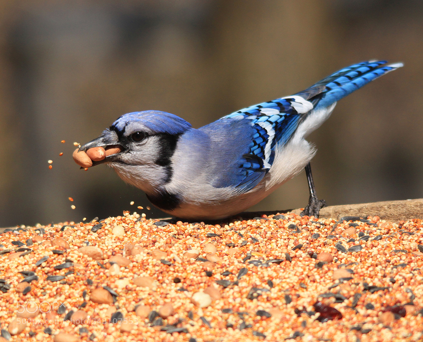 Canon EOS 500D (EOS Rebel T1i / EOS Kiss X3) sample photo. Blue jay at feeder photography