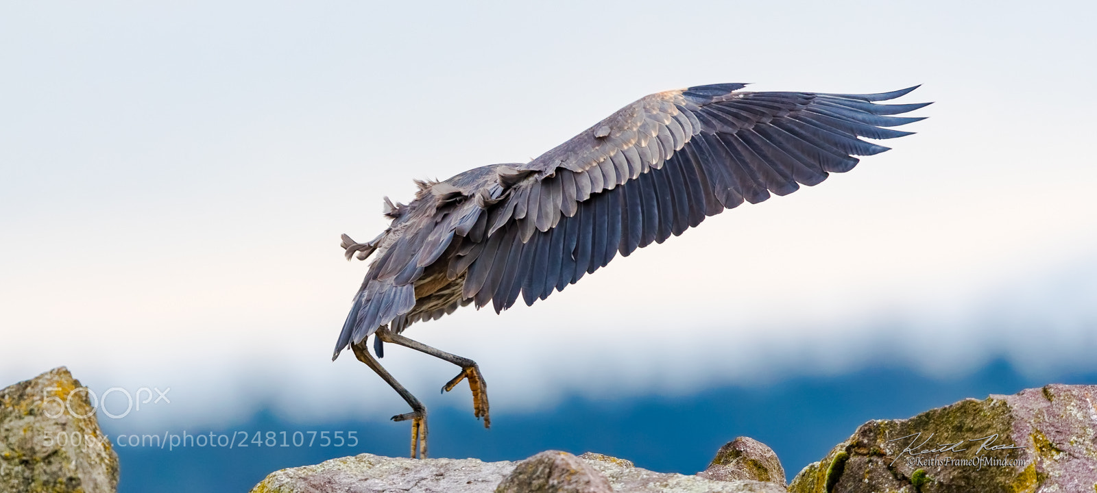 Canon EOS-1D X Mark II sample photo. 45. great blue heron cloaked photography