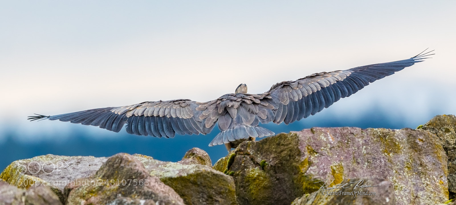 Canon EOS-1D X Mark II sample photo. 47. great blue heron wingspan photography