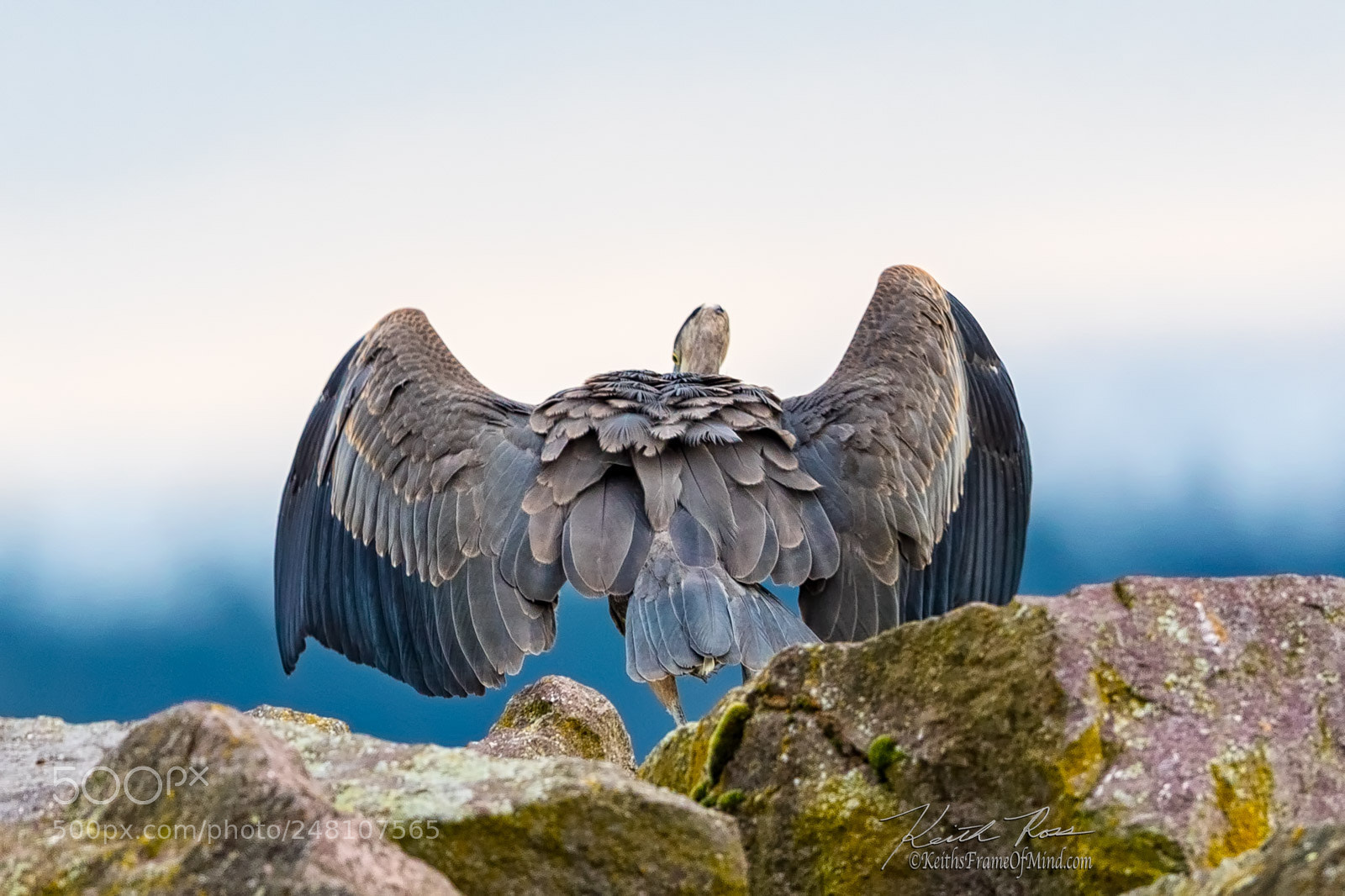 Canon EOS-1D X Mark II sample photo. 48. great blue heron photography