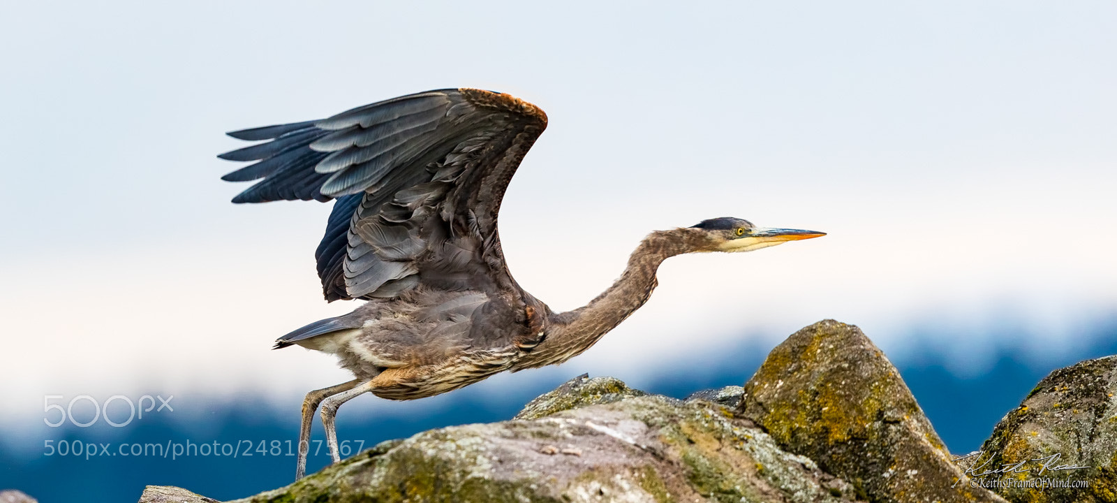 Canon EOS-1D X Mark II sample photo. 43.  great blue heron takeoff photography
