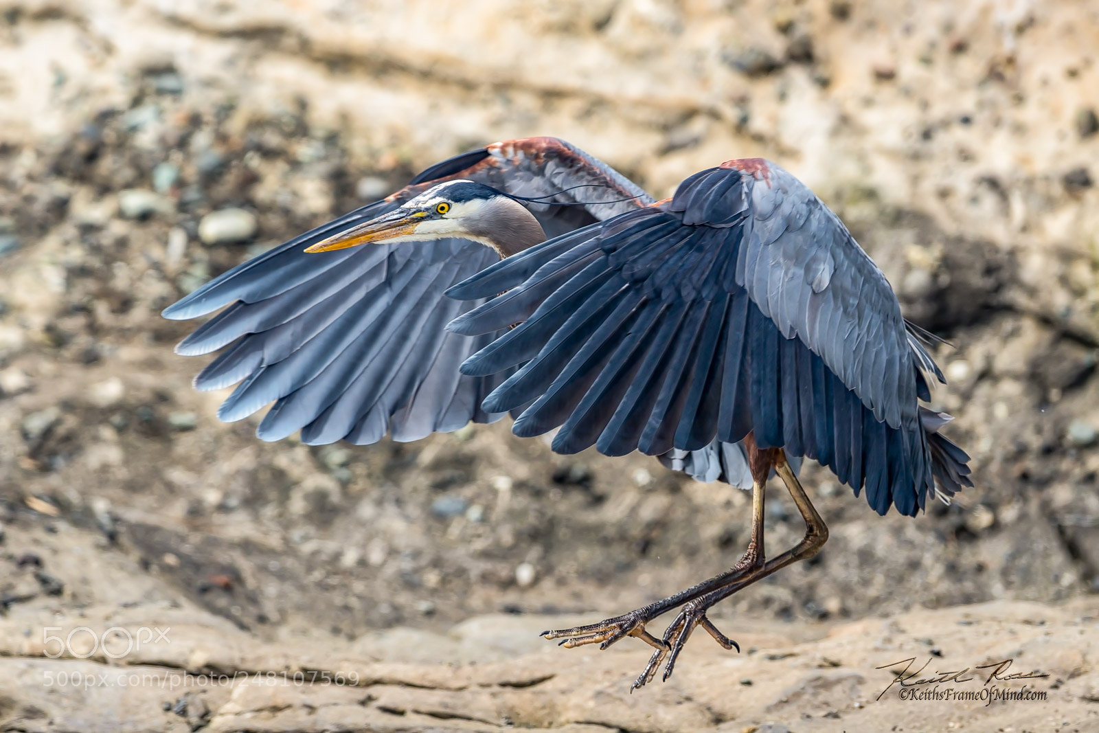 Canon EOS-1D X Mark II sample photo. 82. great blue heron photography