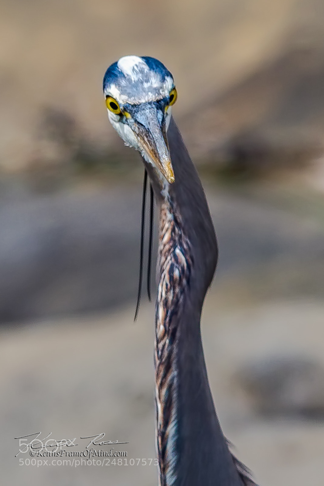 Canon EOS-1D X Mark II sample photo. 83. great blue heron photography