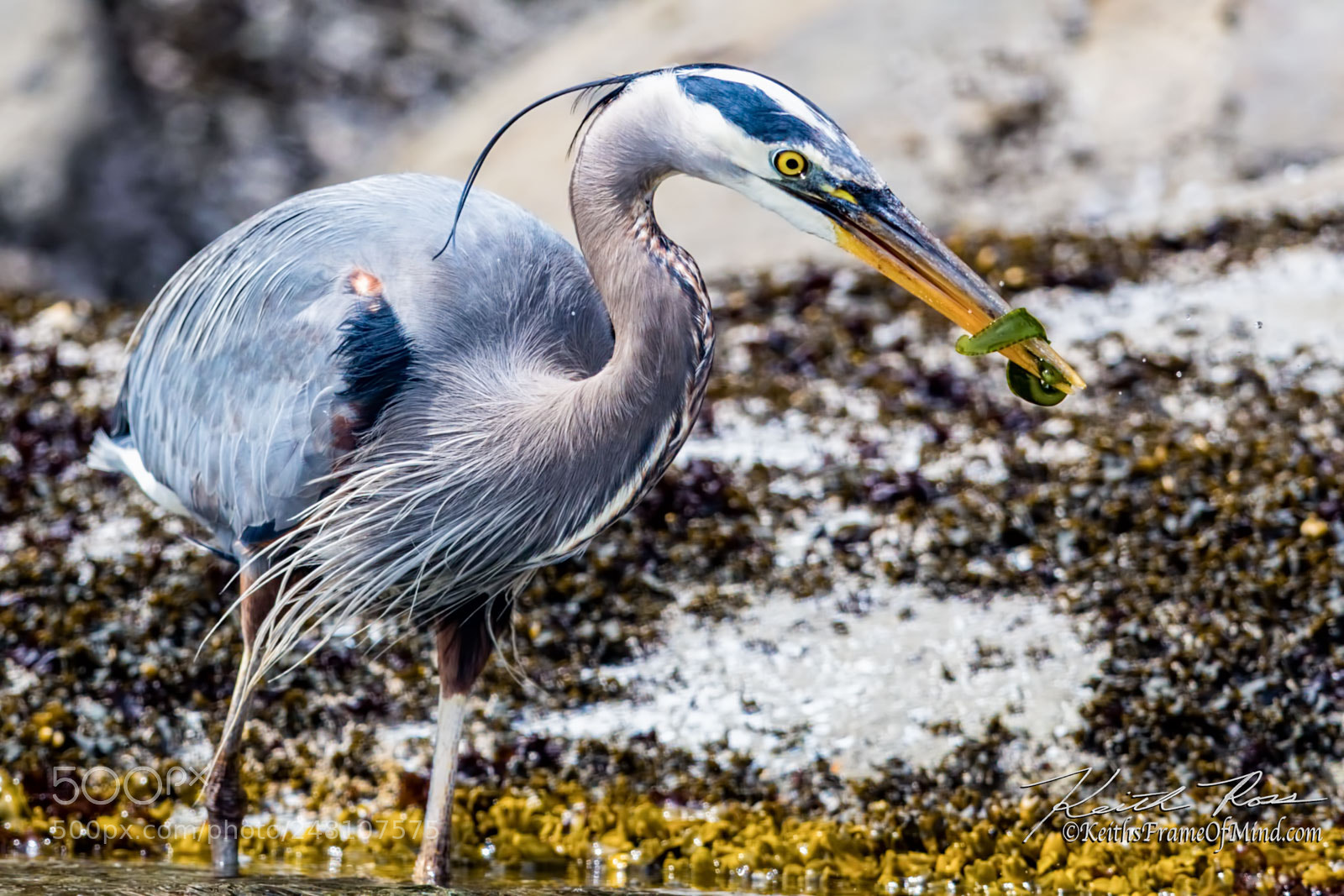 Canon EOS-1D X Mark II sample photo. 85. great blue heron photography