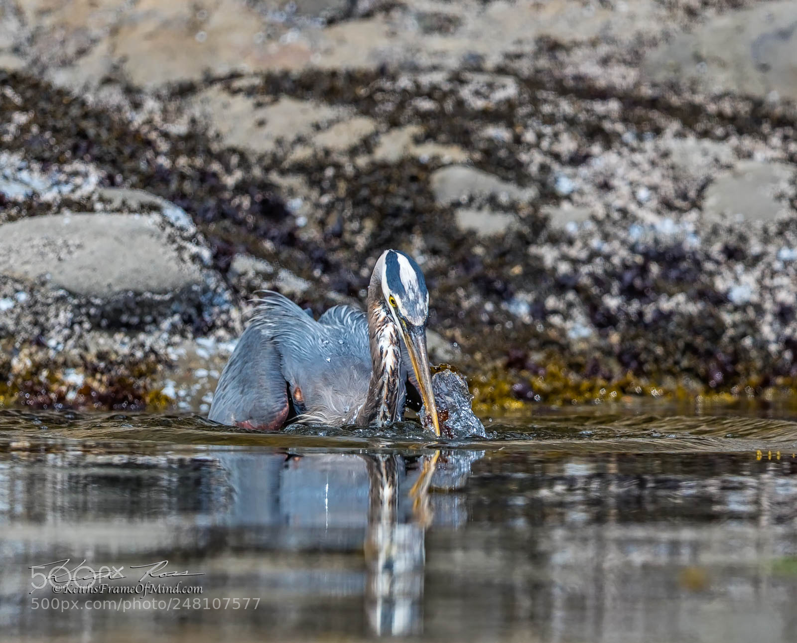 Canon EOS-1D X Mark II sample photo. 79. great blue heron photography