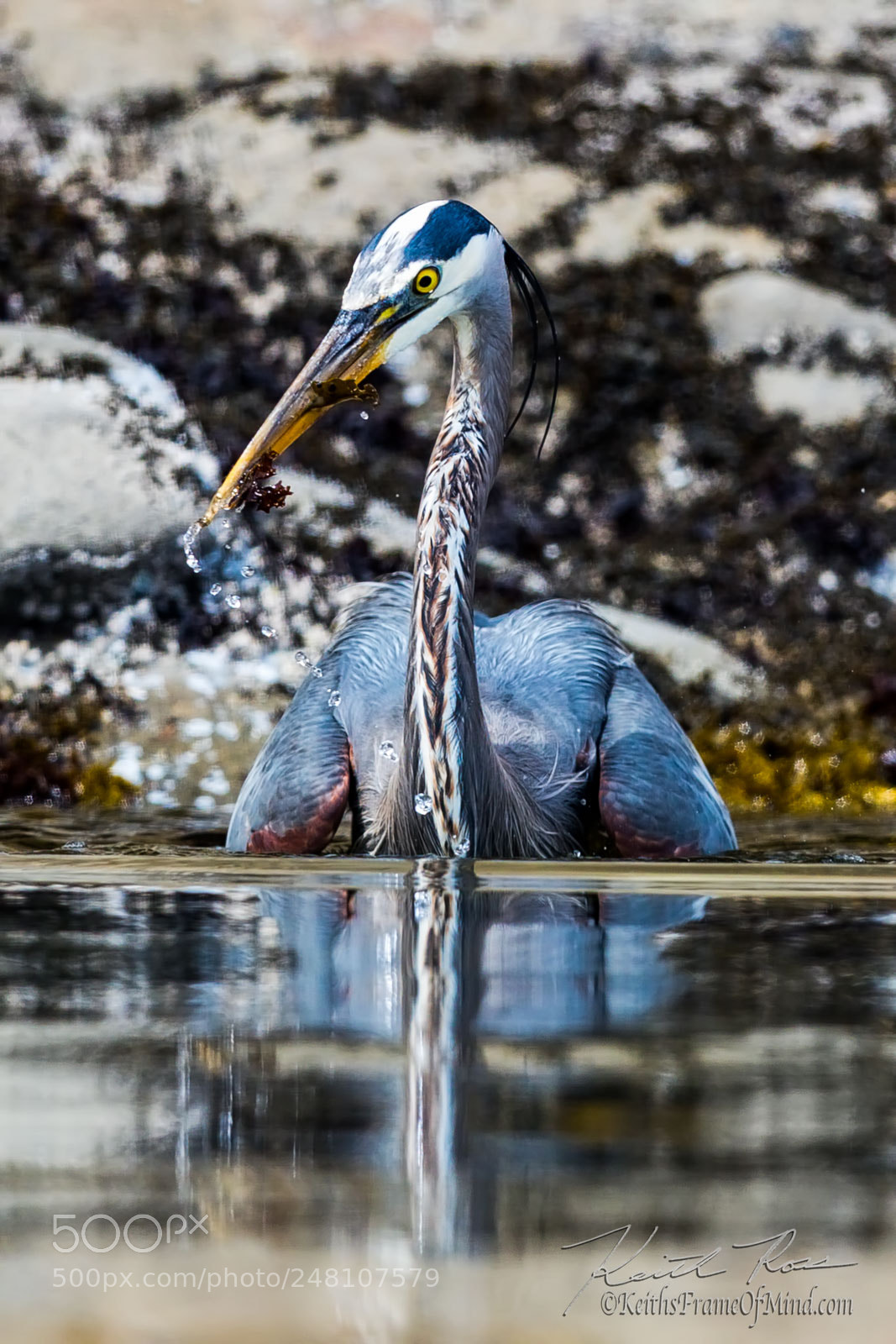 Canon EOS-1D X Mark II sample photo. 80. great blue heron fishing photography