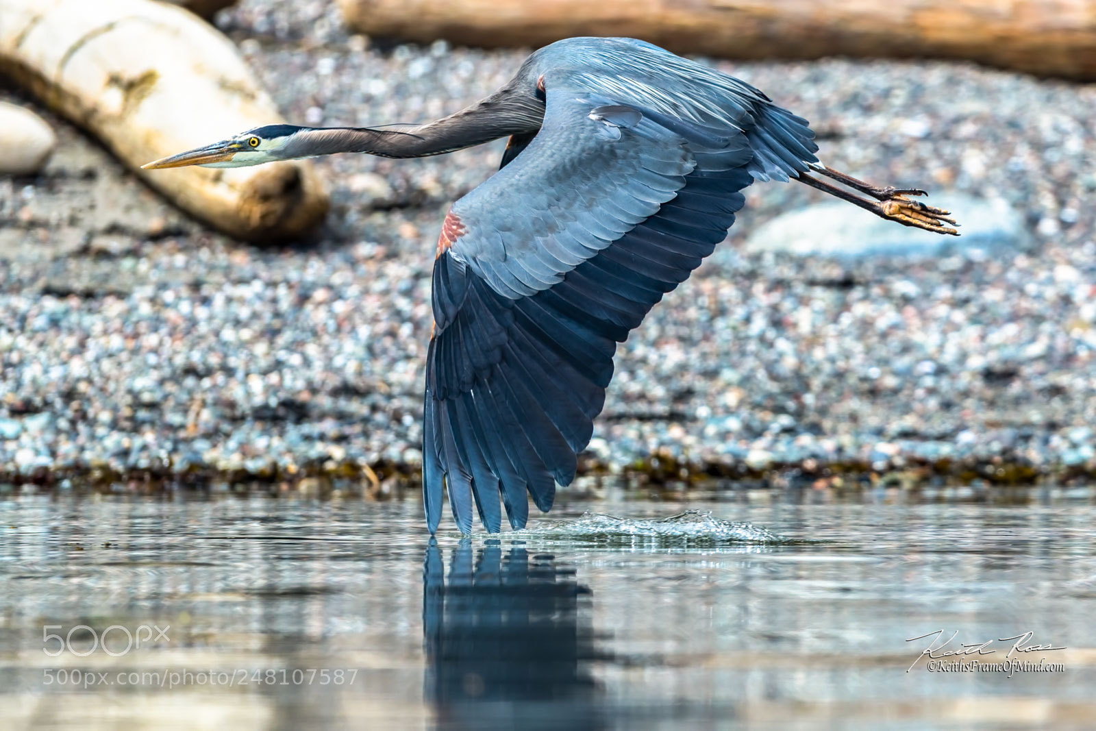 Canon EOS-1D X Mark II sample photo. 78. great blue heron photography