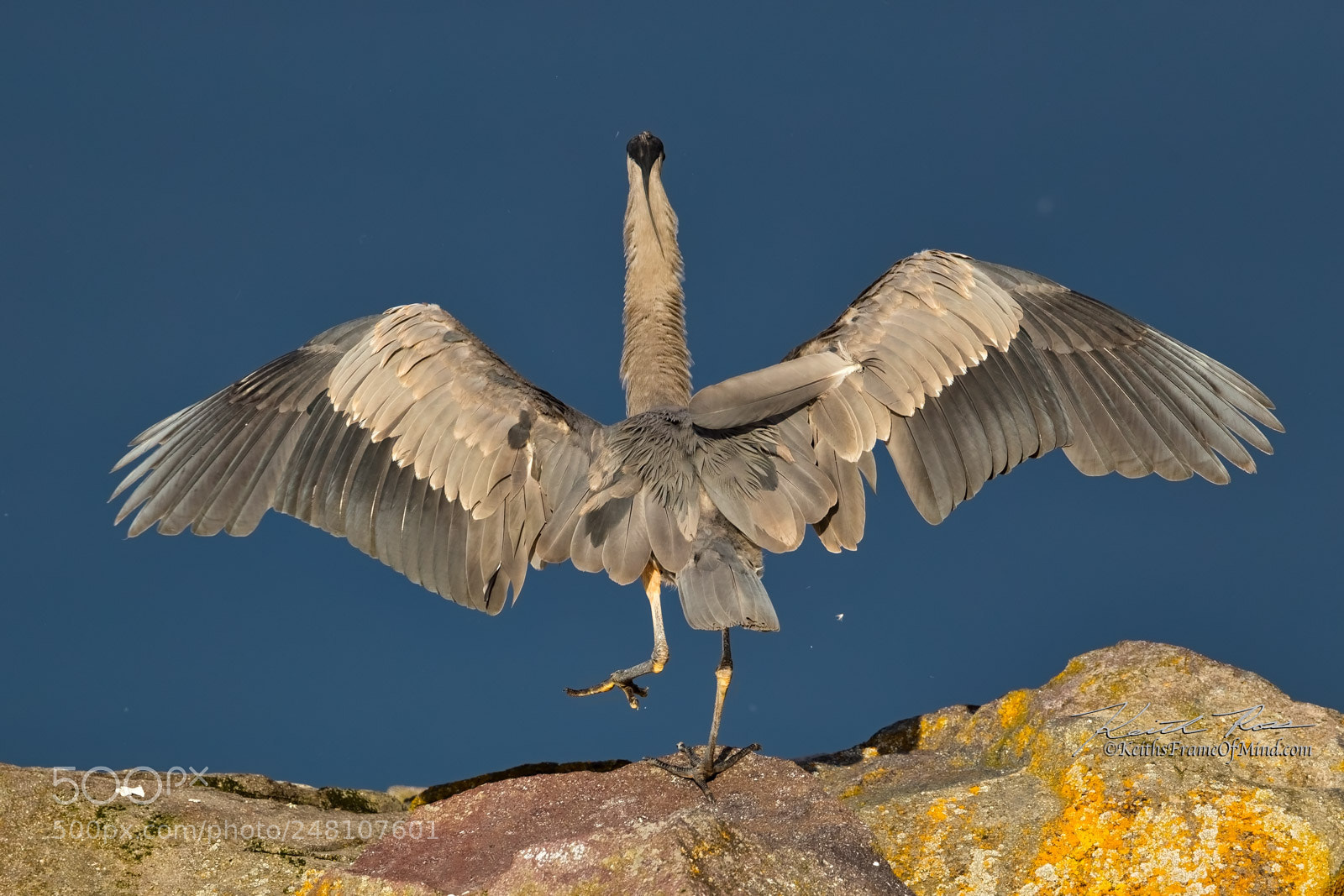 Canon EOS-1D X Mark II sample photo. 90. great blue heron photography