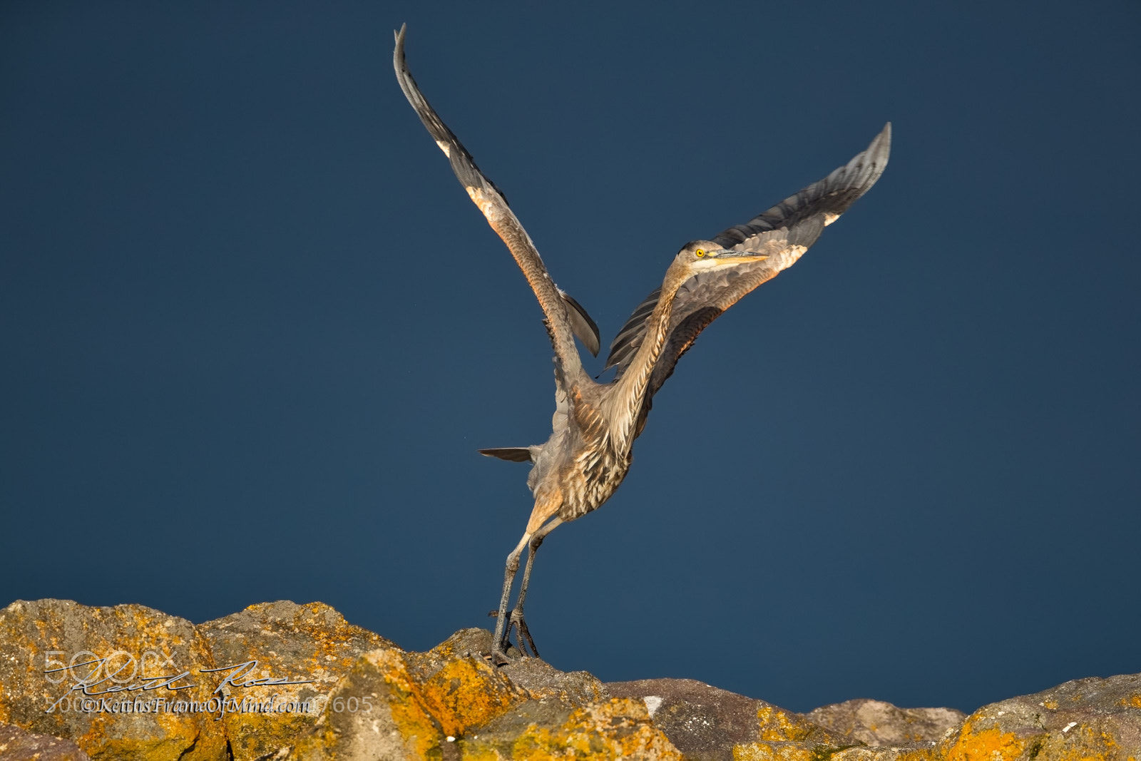 Canon EOS-1D X Mark II sample photo. 94. great blue heron photography