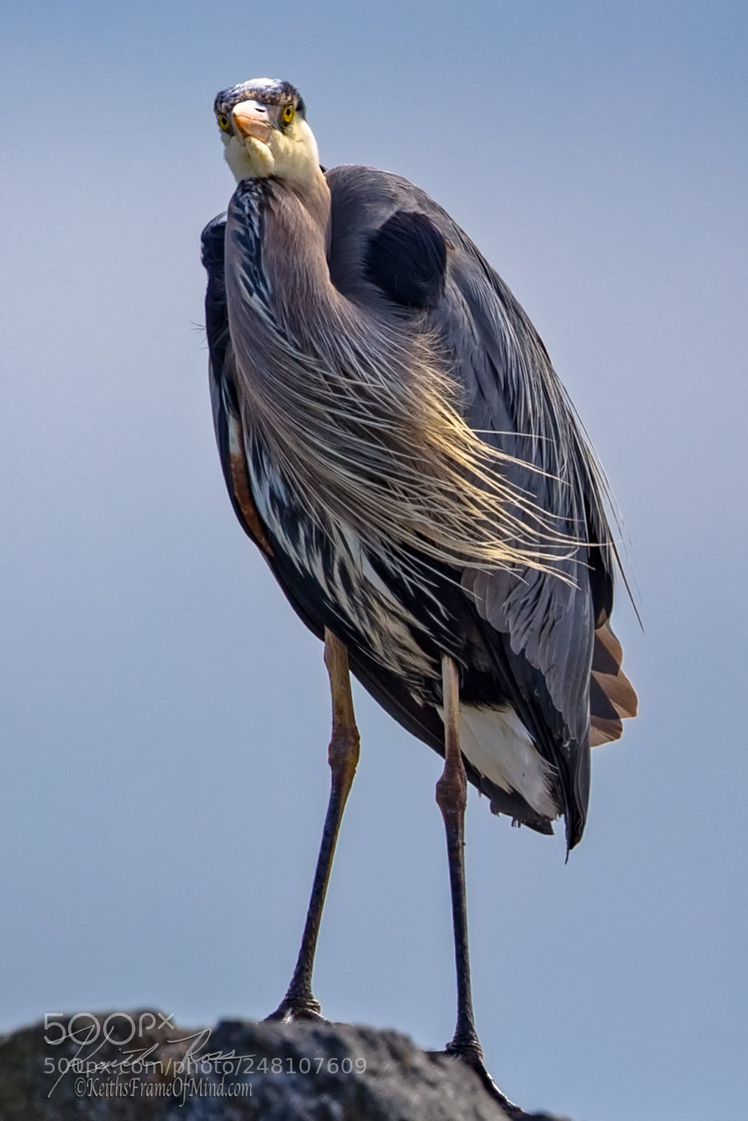 Canon EOS-1D X Mark II sample photo. 97. great blue heron photography