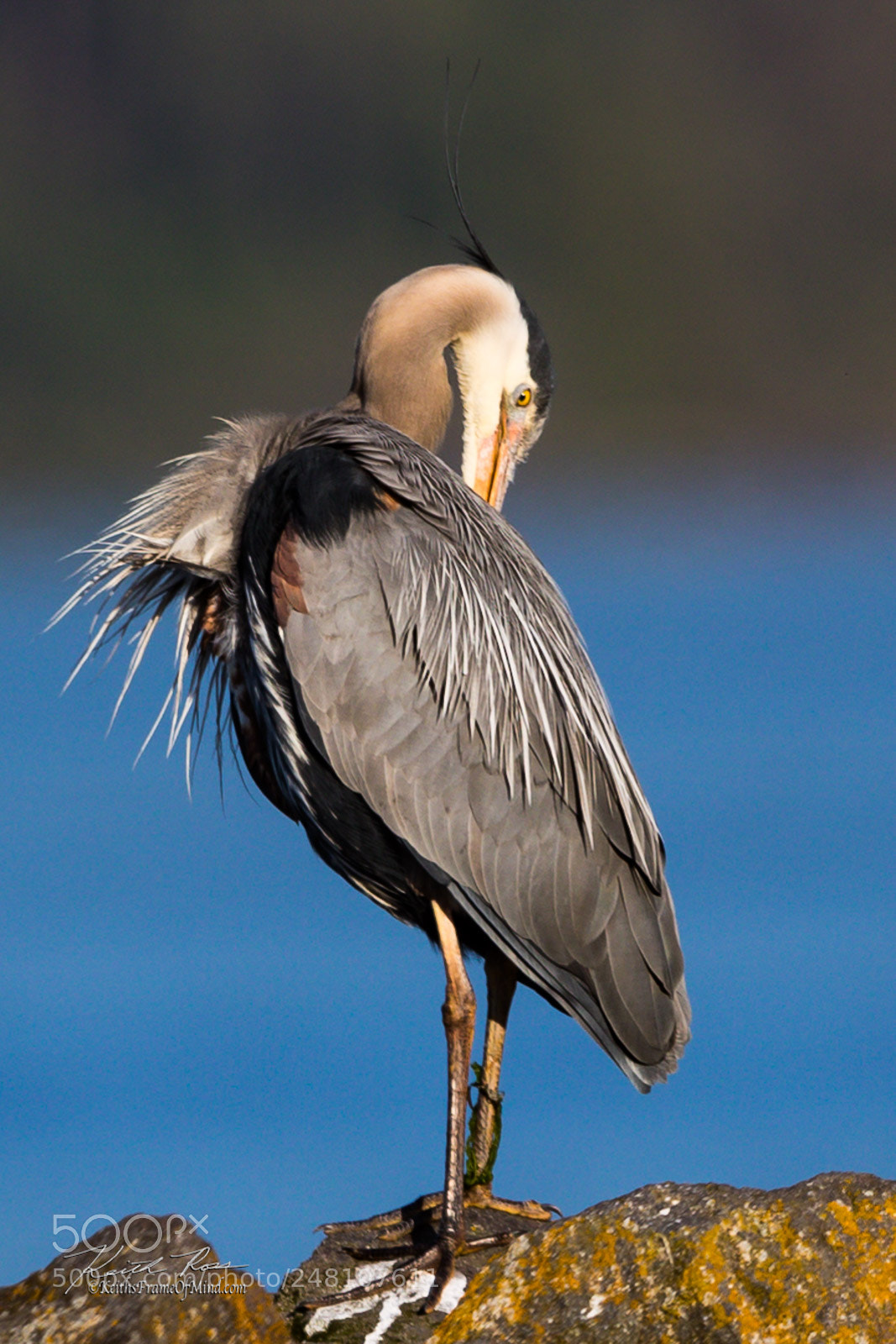 Canon EOS-1D X Mark II sample photo. 88. great blue heron preening photography
