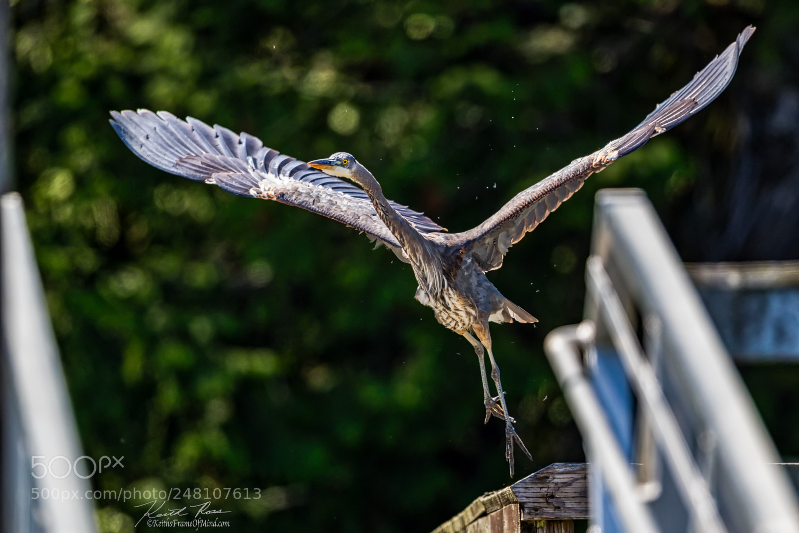 Canon EOS-1D X Mark II sample photo. 104. great blue heron photography