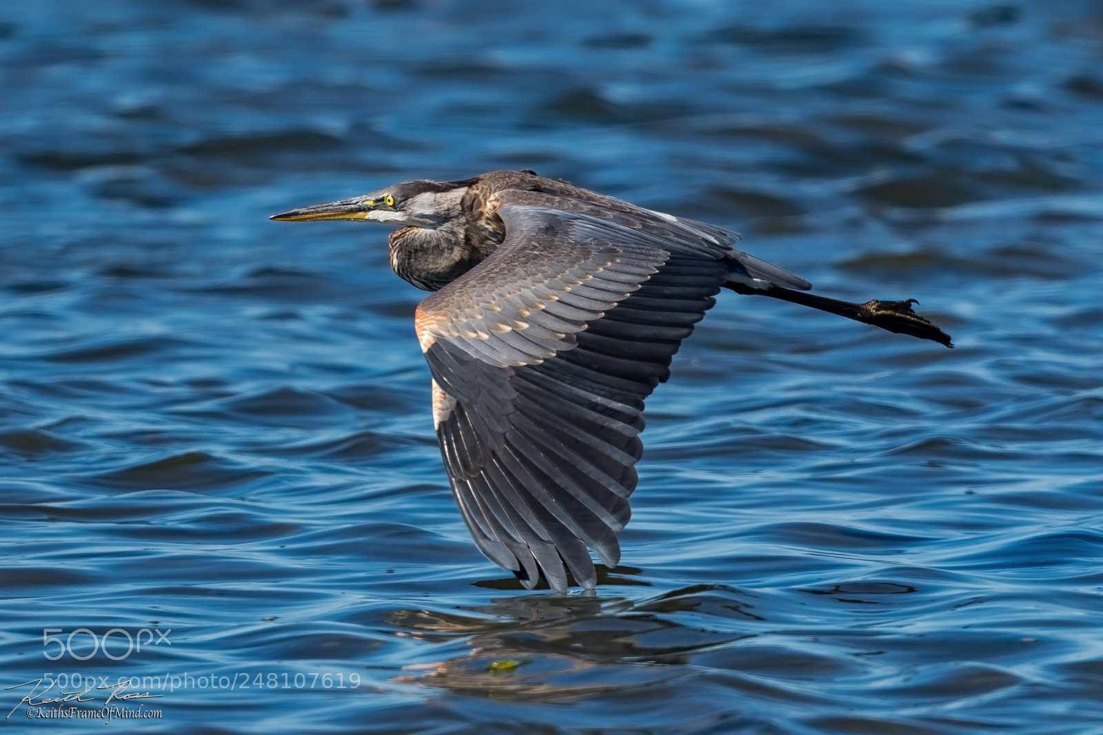 Canon EOS-1D X Mark II sample photo. 109. great blue heron photography
