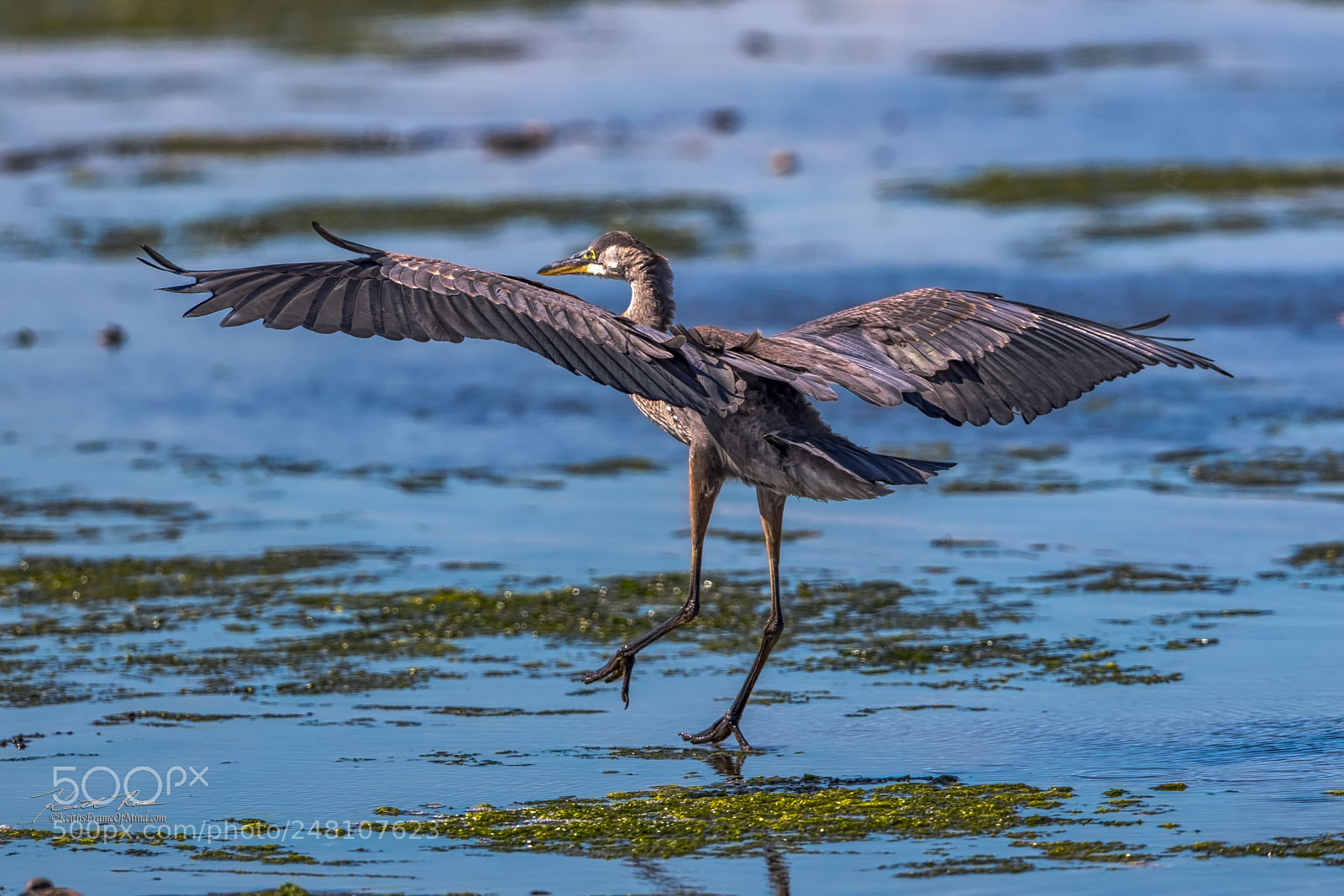 Canon EOS-1D X Mark II sample photo. 110. great blue heron-  sequim photography