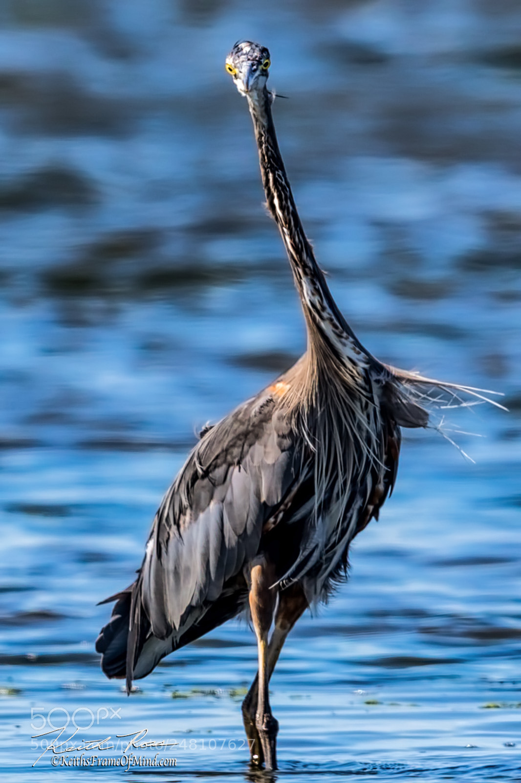 Canon EOS-1D X Mark II sample photo. 108. great blue heron photography