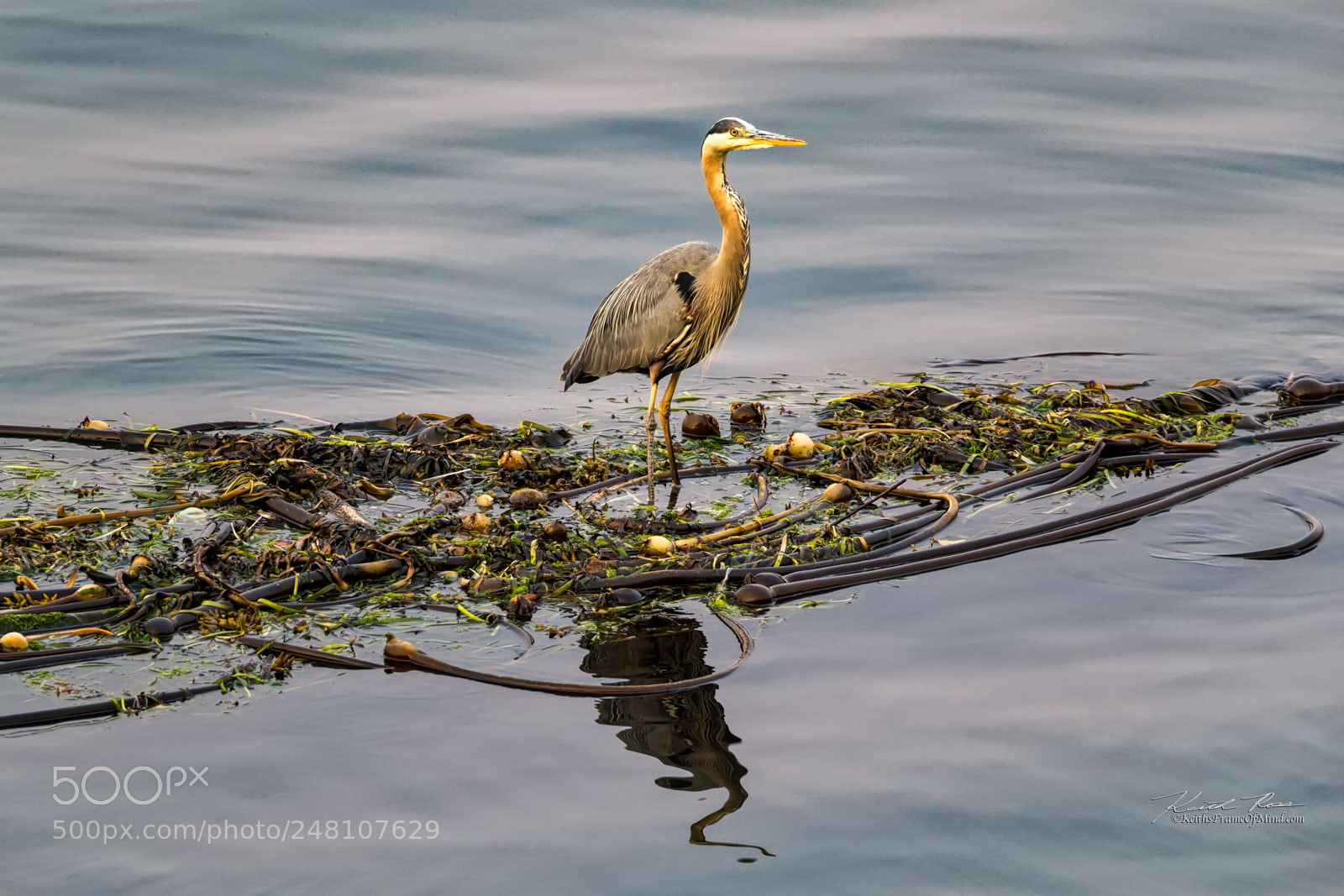 Canon EOS-1D X Mark II sample photo. 112. great blue heron photography