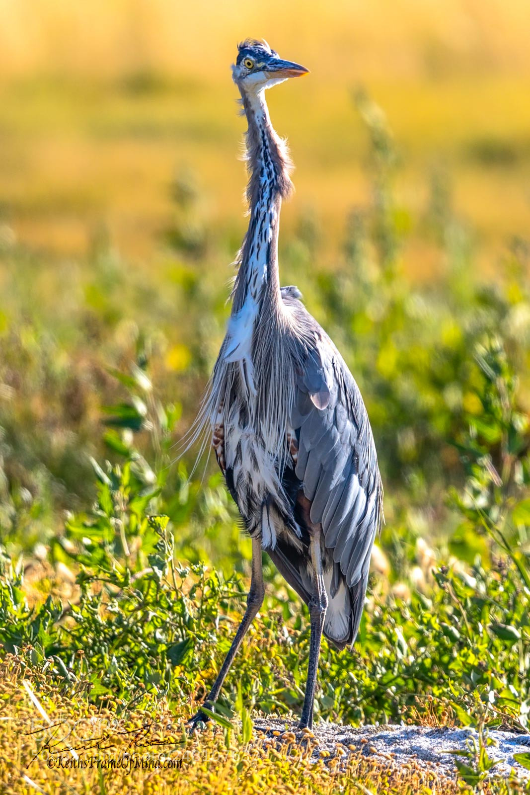 Canon EOS-1D X Mark II sample photo. 111. great blue heron photography