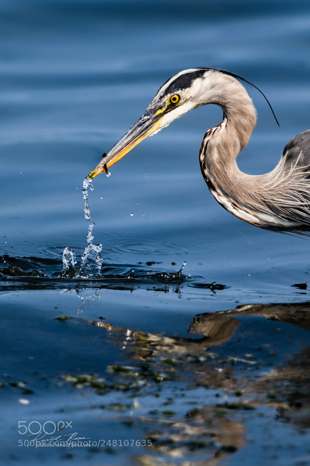 Canon EOS-1D X Mark II sample photo. 116. great blue heron photography