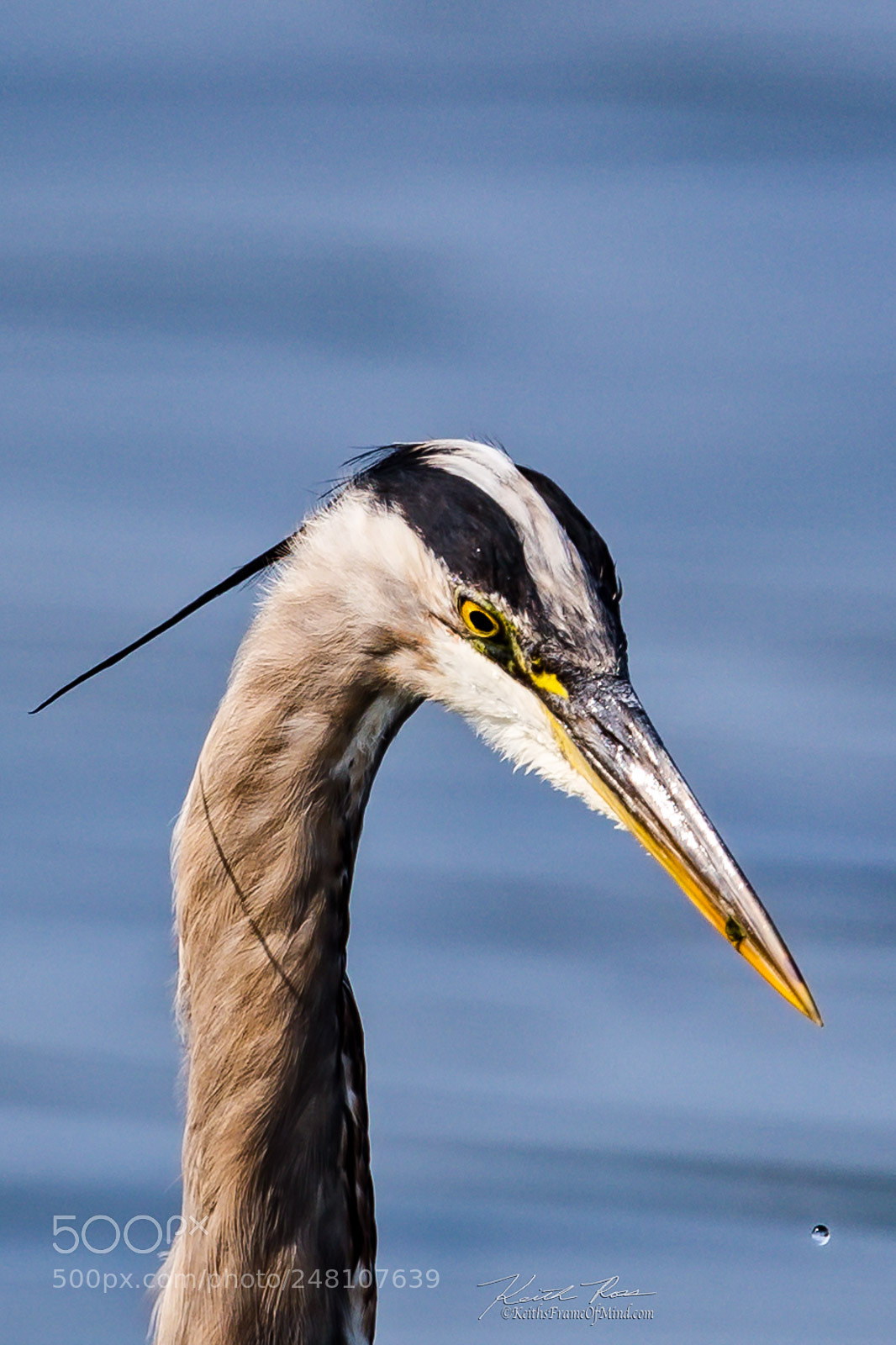 Canon EOS-1D X Mark II sample photo. 113. great blue heron photography