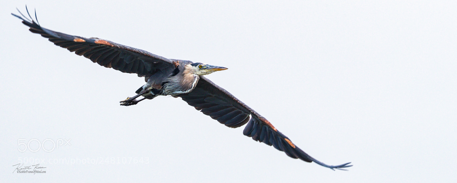 Canon EOS-1D X Mark II sample photo. 125. great blue heron flying photography