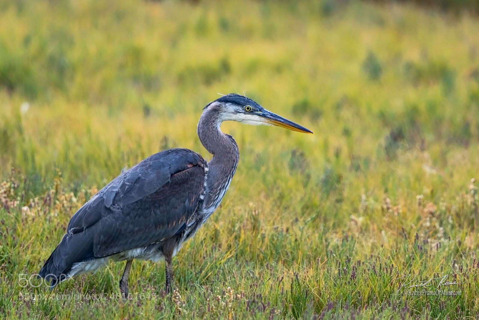 Canon EOS-1D X Mark II sample photo. 118. great blue heron   photography