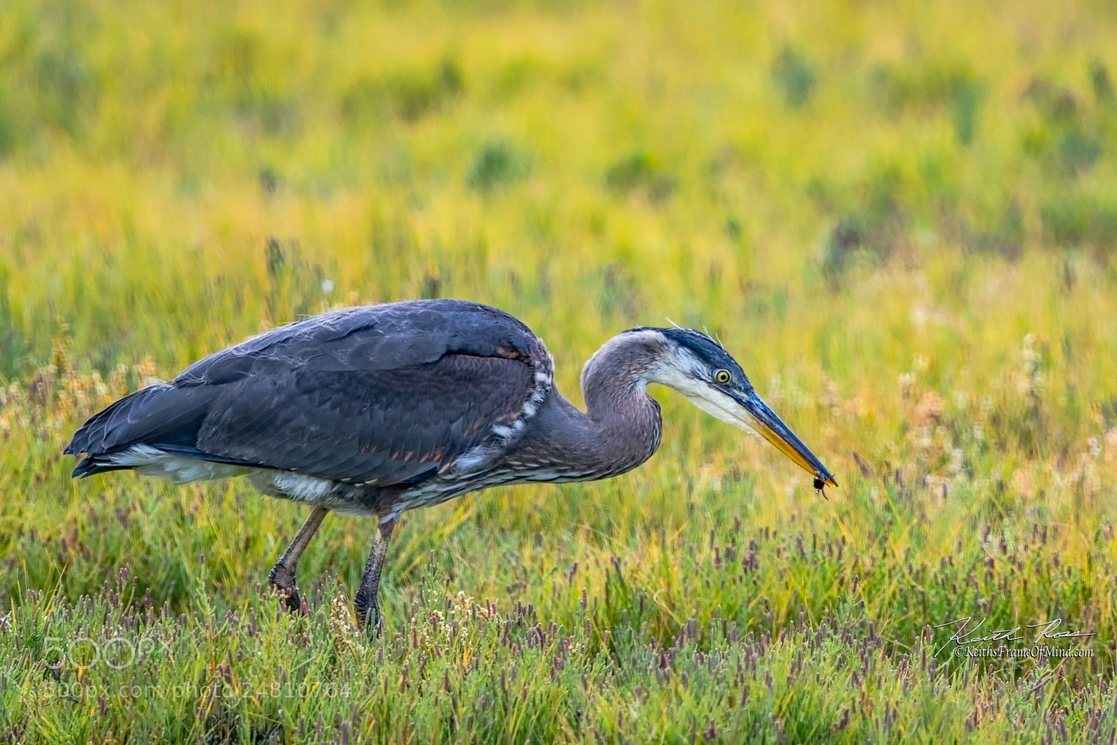 Canon EOS-1D X Mark II sample photo. 119. great blue heron photography