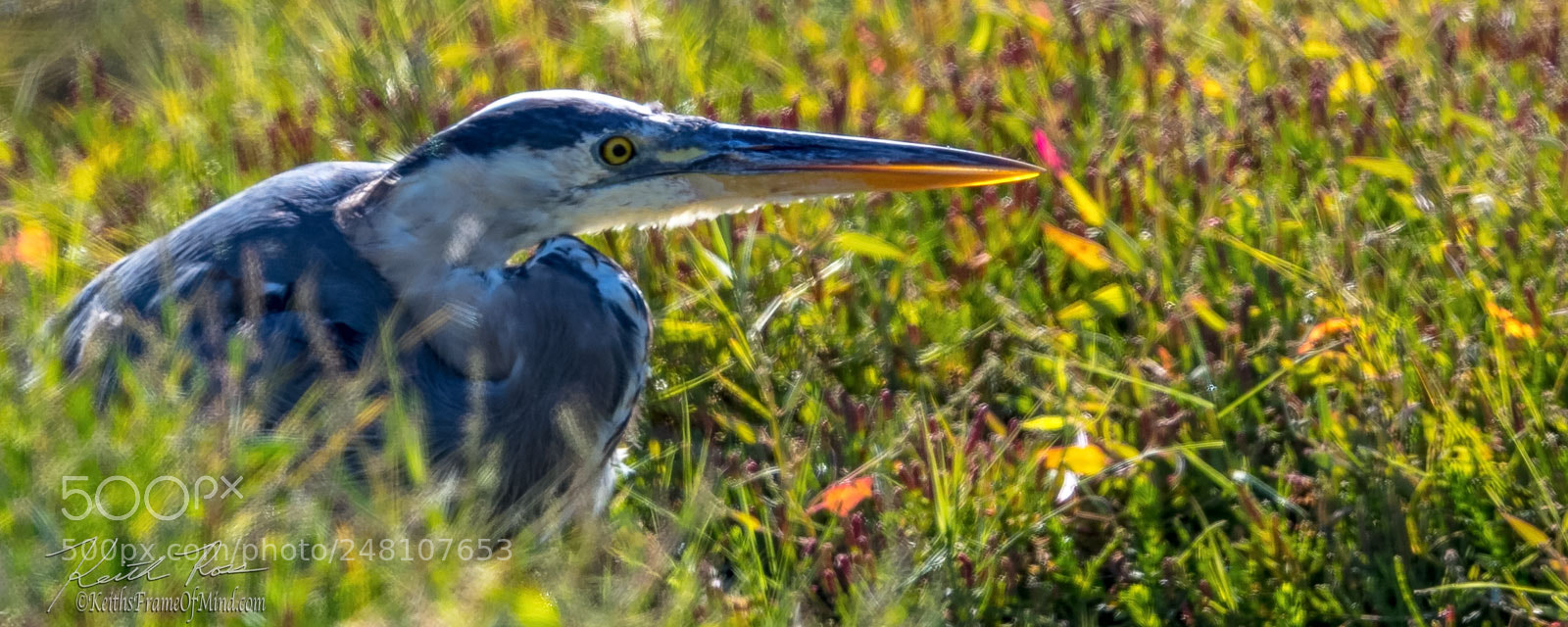 Canon EOS-1D X Mark II sample photo. 126. great blue heron crouch photography