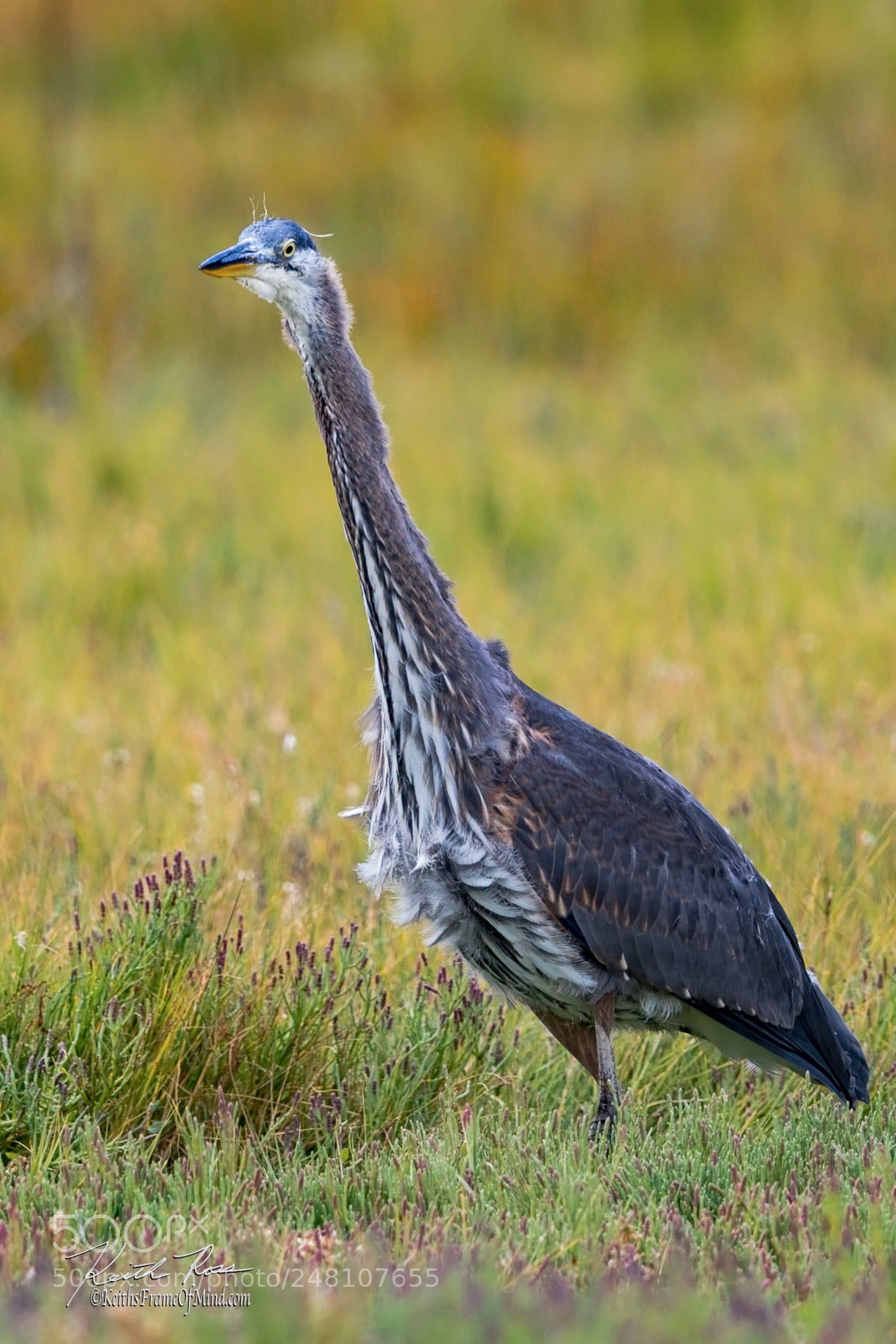 Canon EOS-1D X Mark II sample photo. 121. great blue heron photography