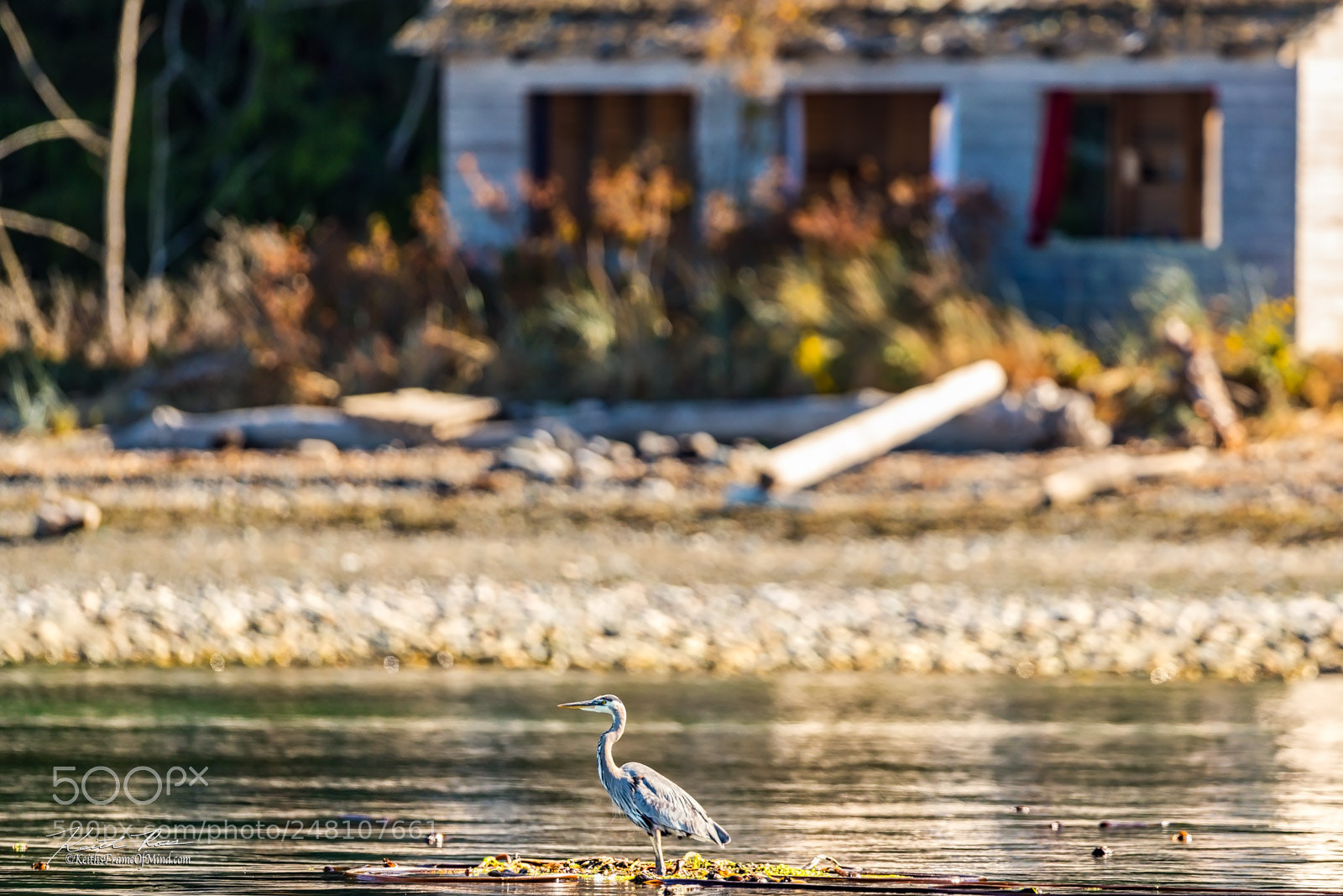 Canon EOS-1D X Mark II sample photo. 128. great blue heron photography