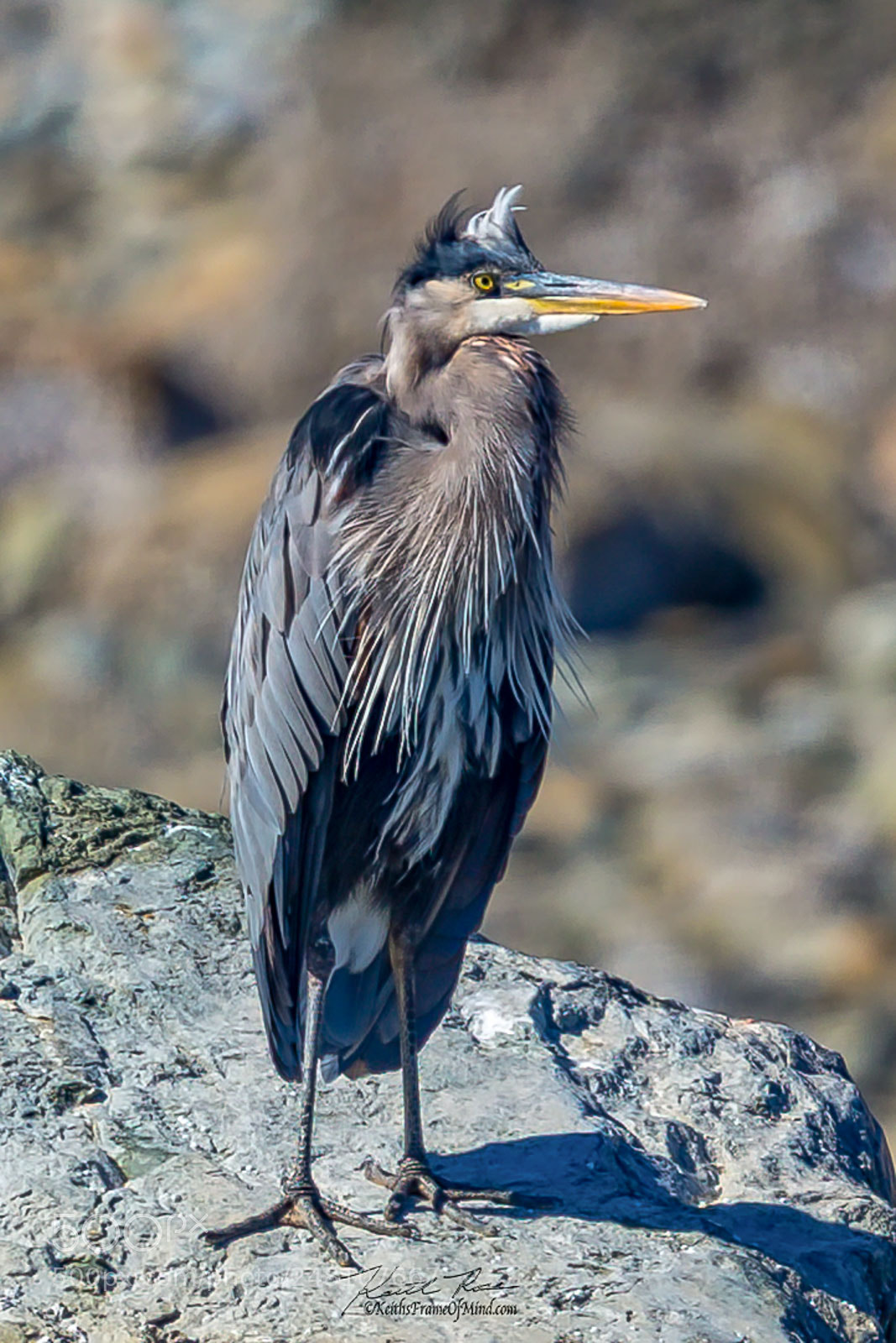 Canon EOS-1D X Mark II sample photo. 127. great blue heron photography