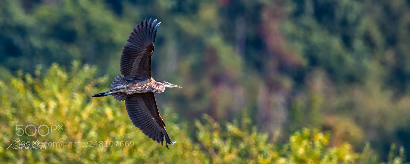 Canon EOS-1D X Mark II sample photo. 132. great blue heron photography