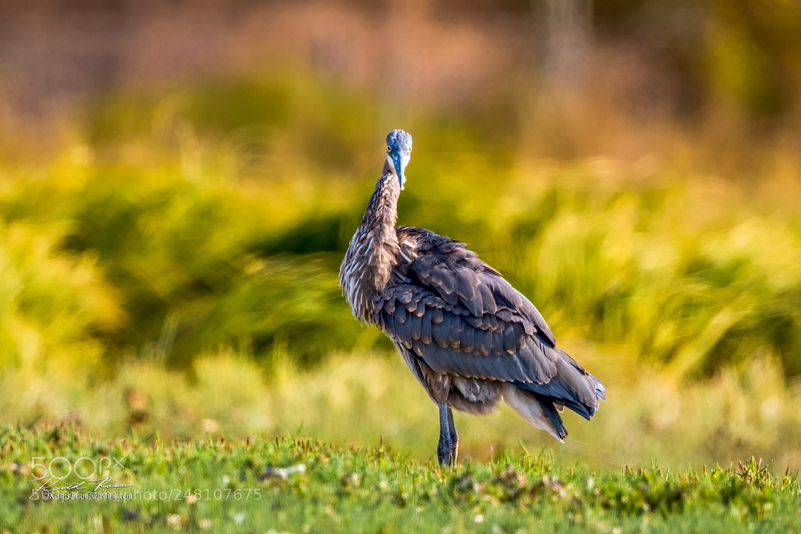 Canon EOS-1D X Mark II sample photo. 129. great blue heron photography