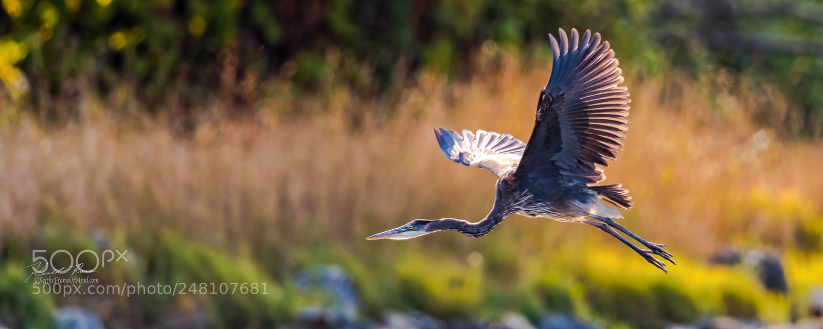 Canon EOS-1D X Mark II sample photo. 138. great blue heron photography