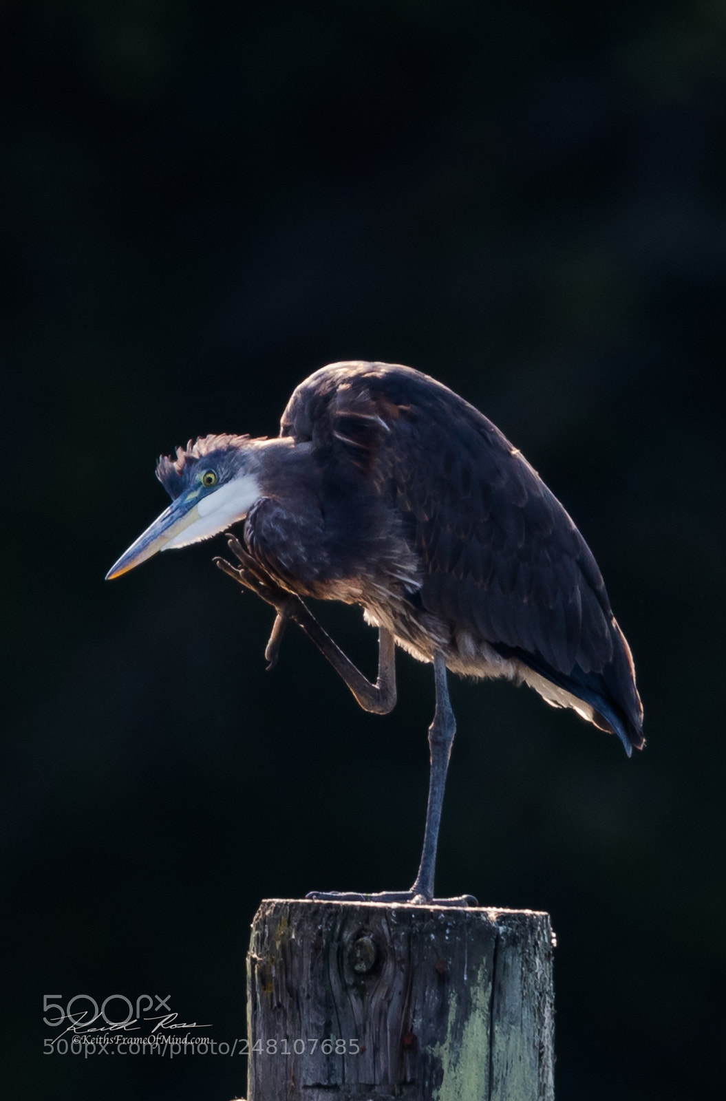 Canon EOS-1D X Mark II sample photo. 135. great blue heron photography