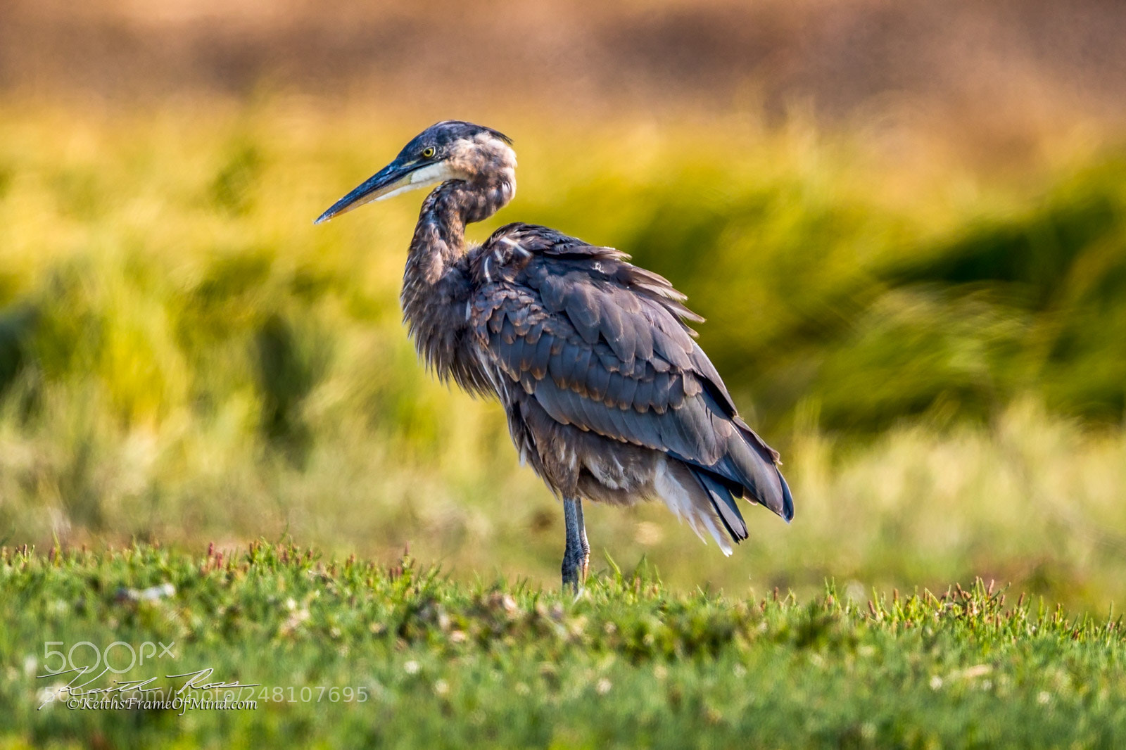 Canon EOS-1D X Mark II sample photo. 130. great blue heron photography