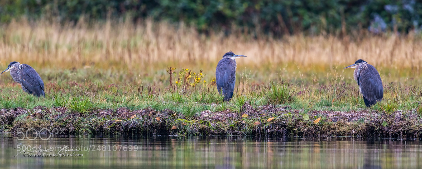 Canon EOS-1D X Mark II sample photo. 142. great blue heron meeting photography