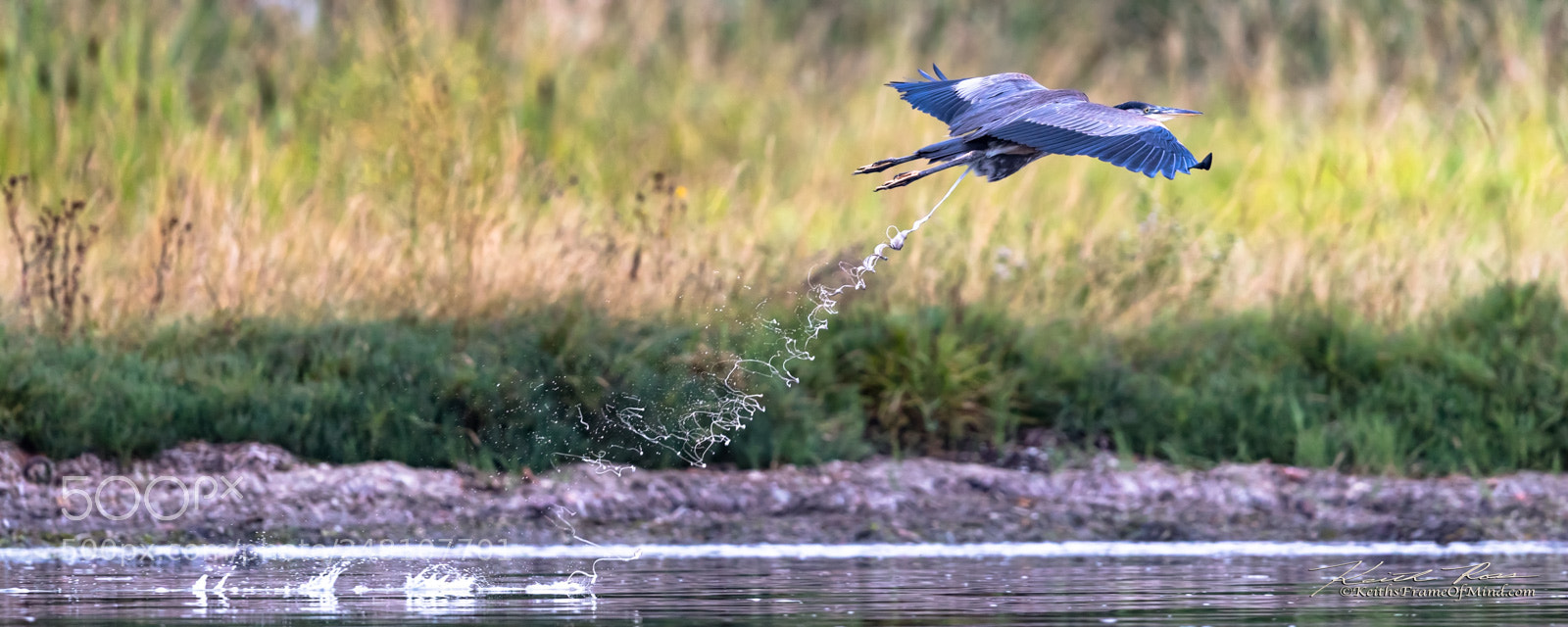 Canon EOS-1D X Mark II sample photo. 146. great blue heron photography